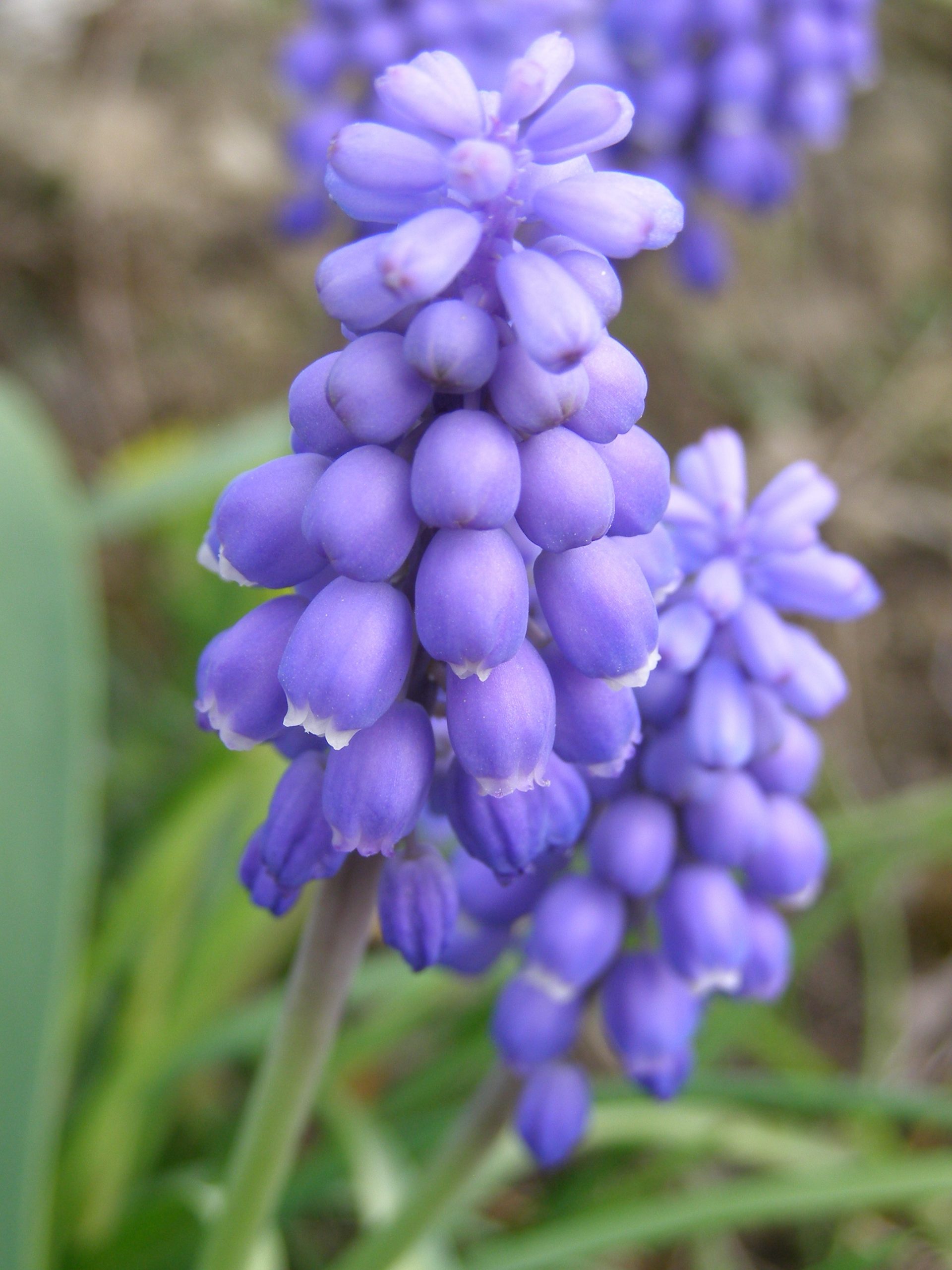5249_muscari_armeniacum_XS_002.jpeg