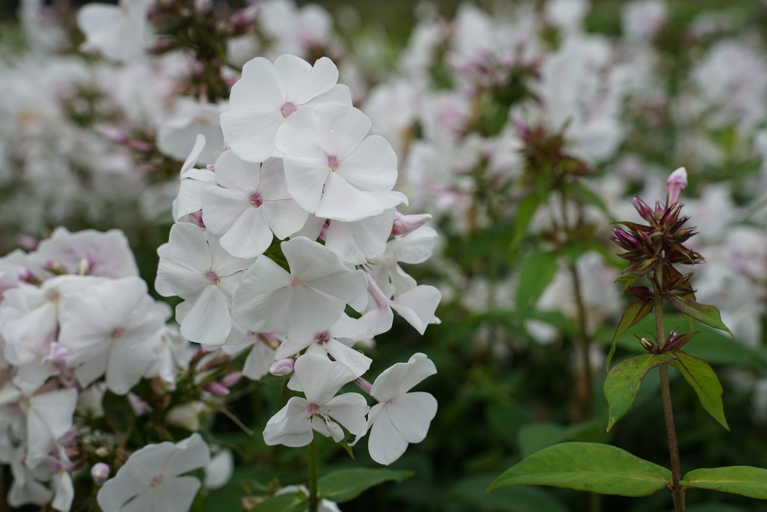 5264_phlox_paniculata_anne_SS_001.jpeg