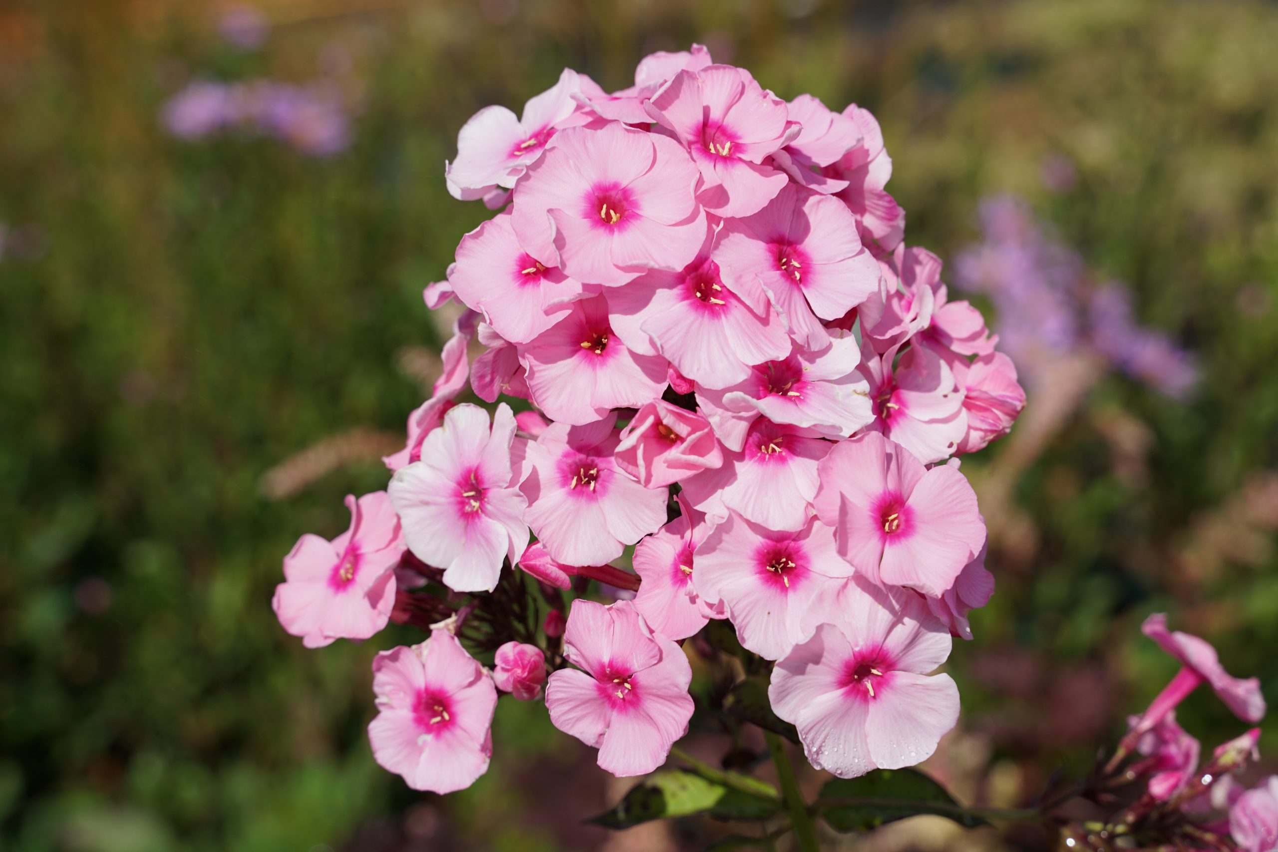 5267_phlox_paniculata_herbstwalzer_SS_001.jpeg