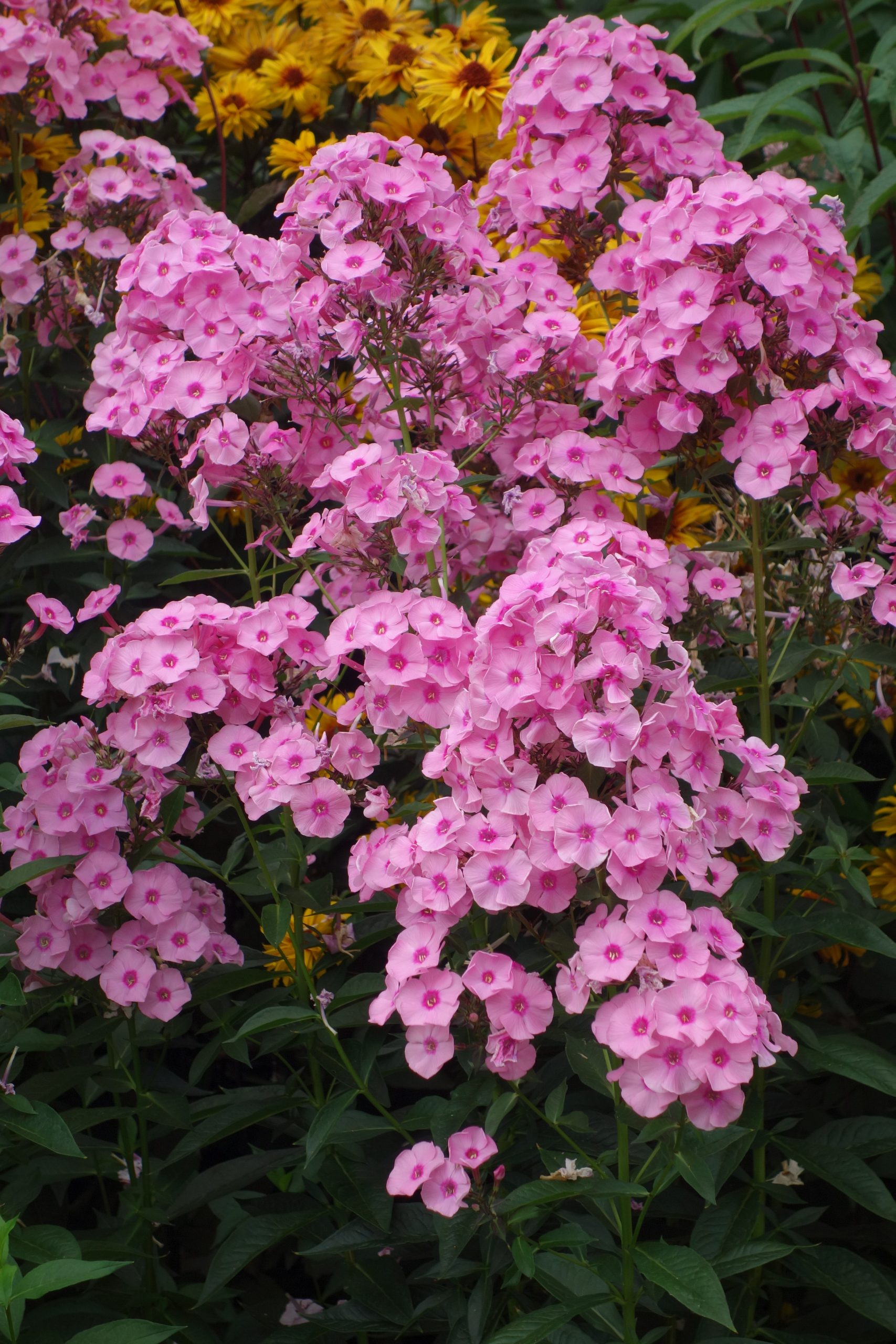 5268_phlox_paniculata_herbstwalzer_SS_002.jpeg