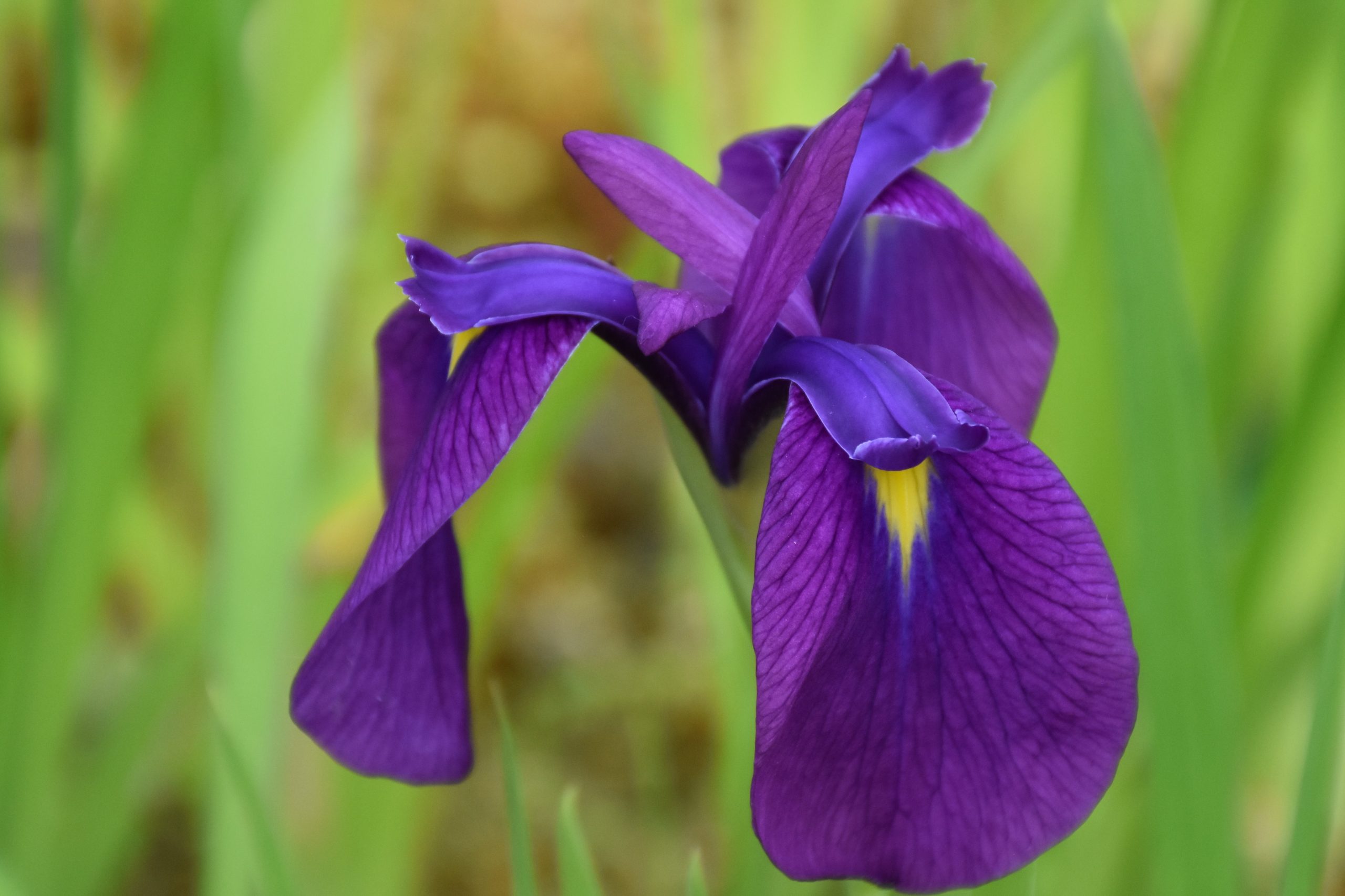 5302_iris_ensata_i_kaempferi_XS_001.jpeg