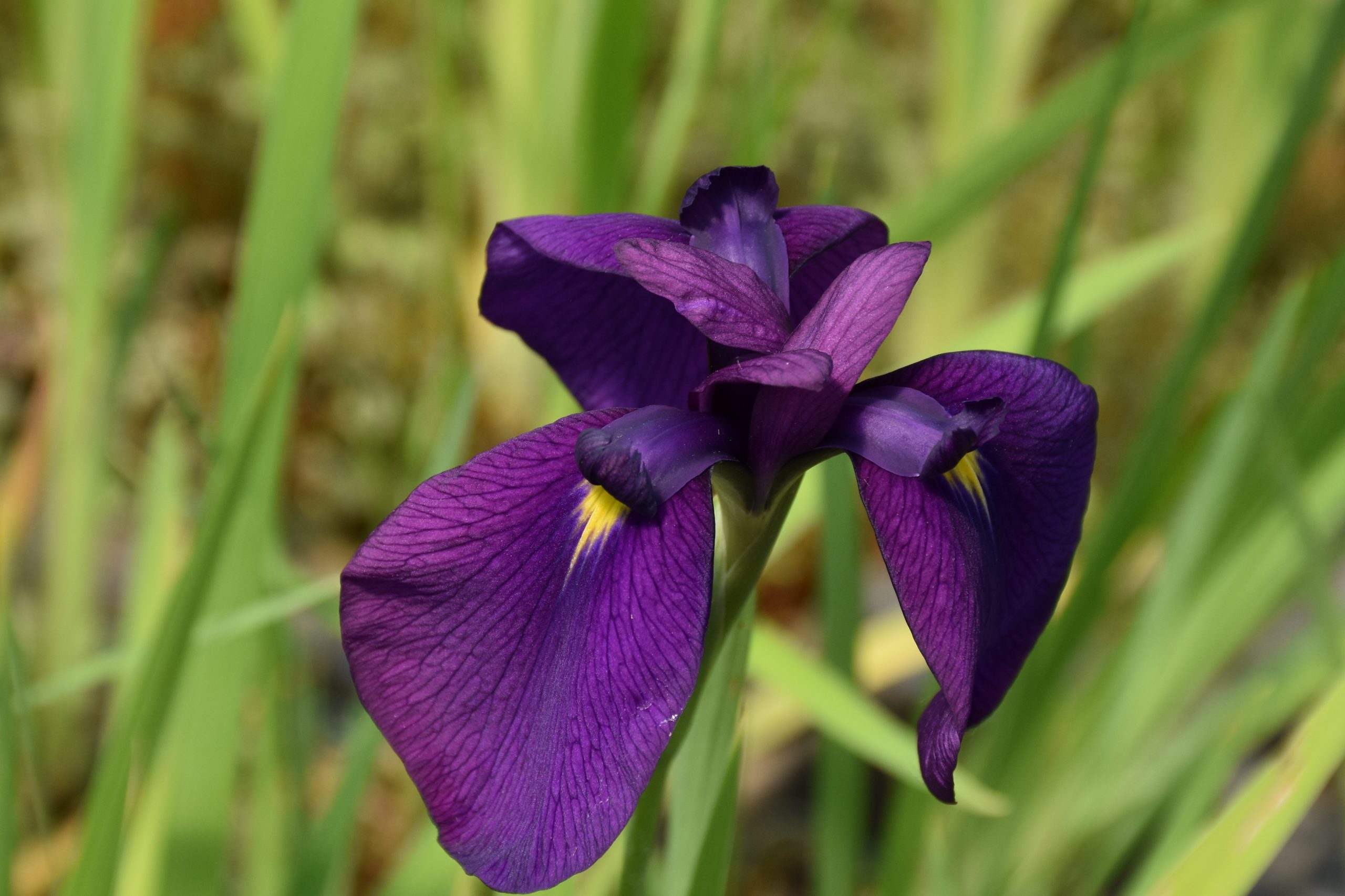 5303_iris_ensata_i_kaempferi_XS_002.jpeg