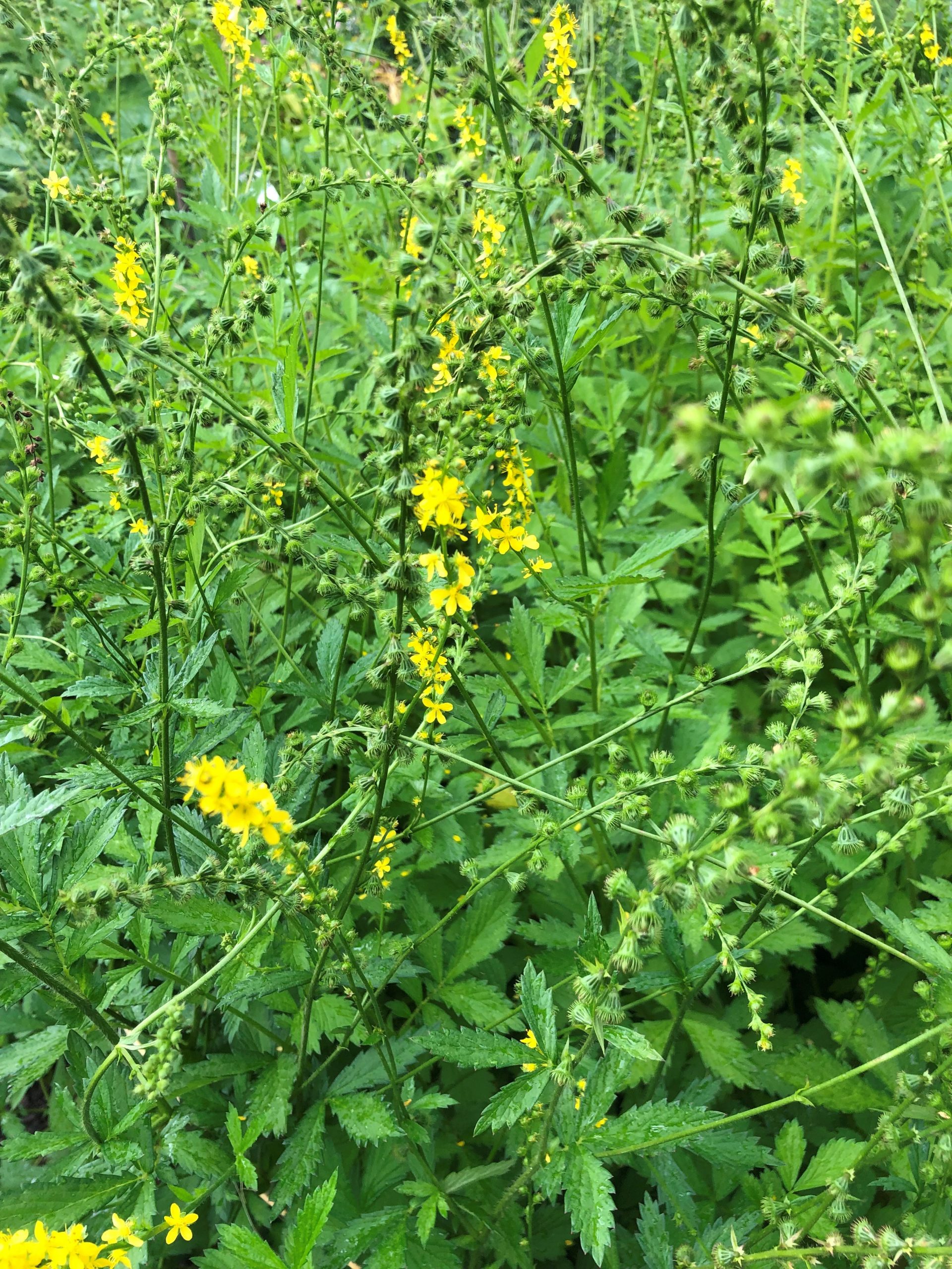 5327_agrimonia_eupatoria_SS_002.jpeg
