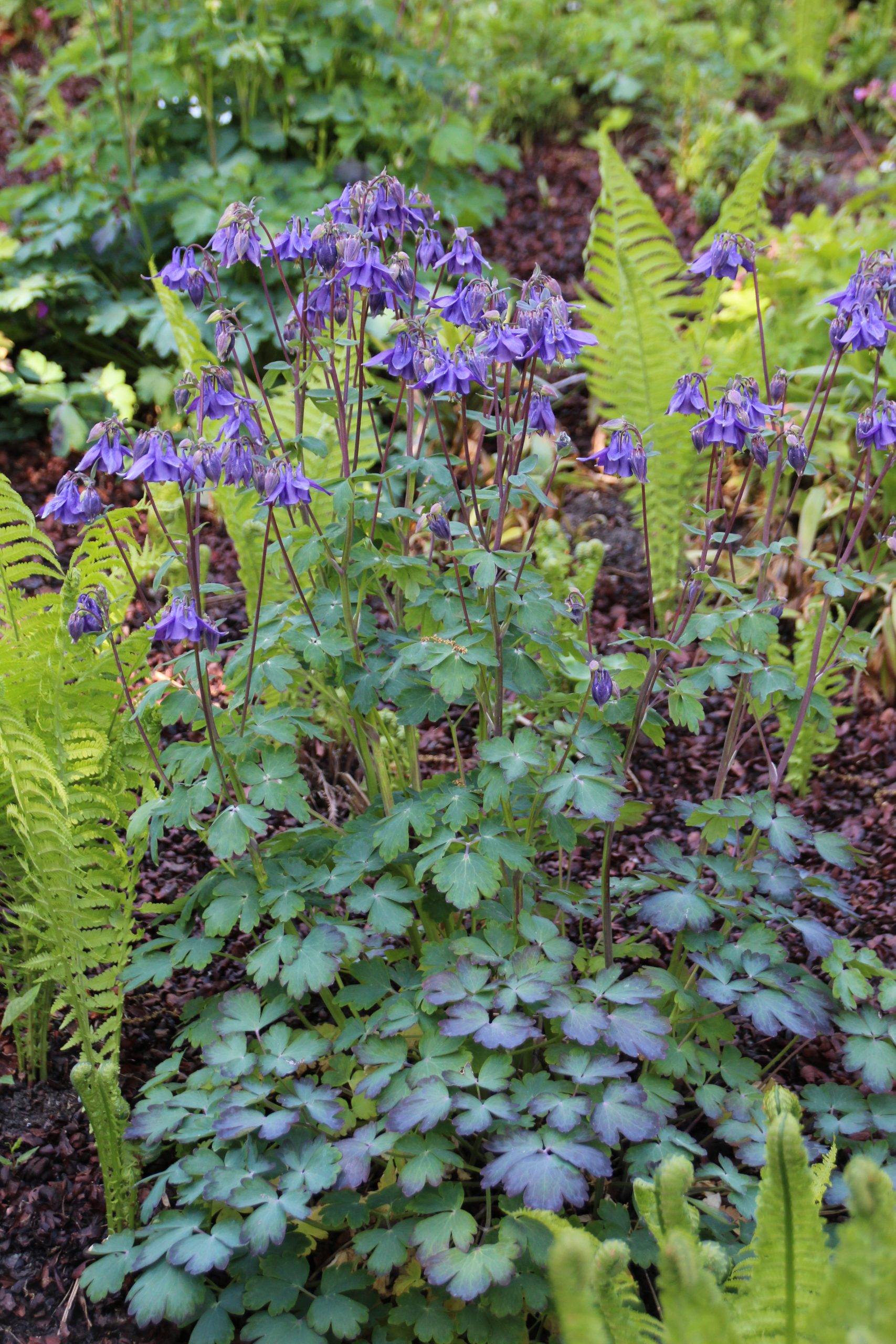 5336_aquilegia_vulgaris_SS_001.jpeg