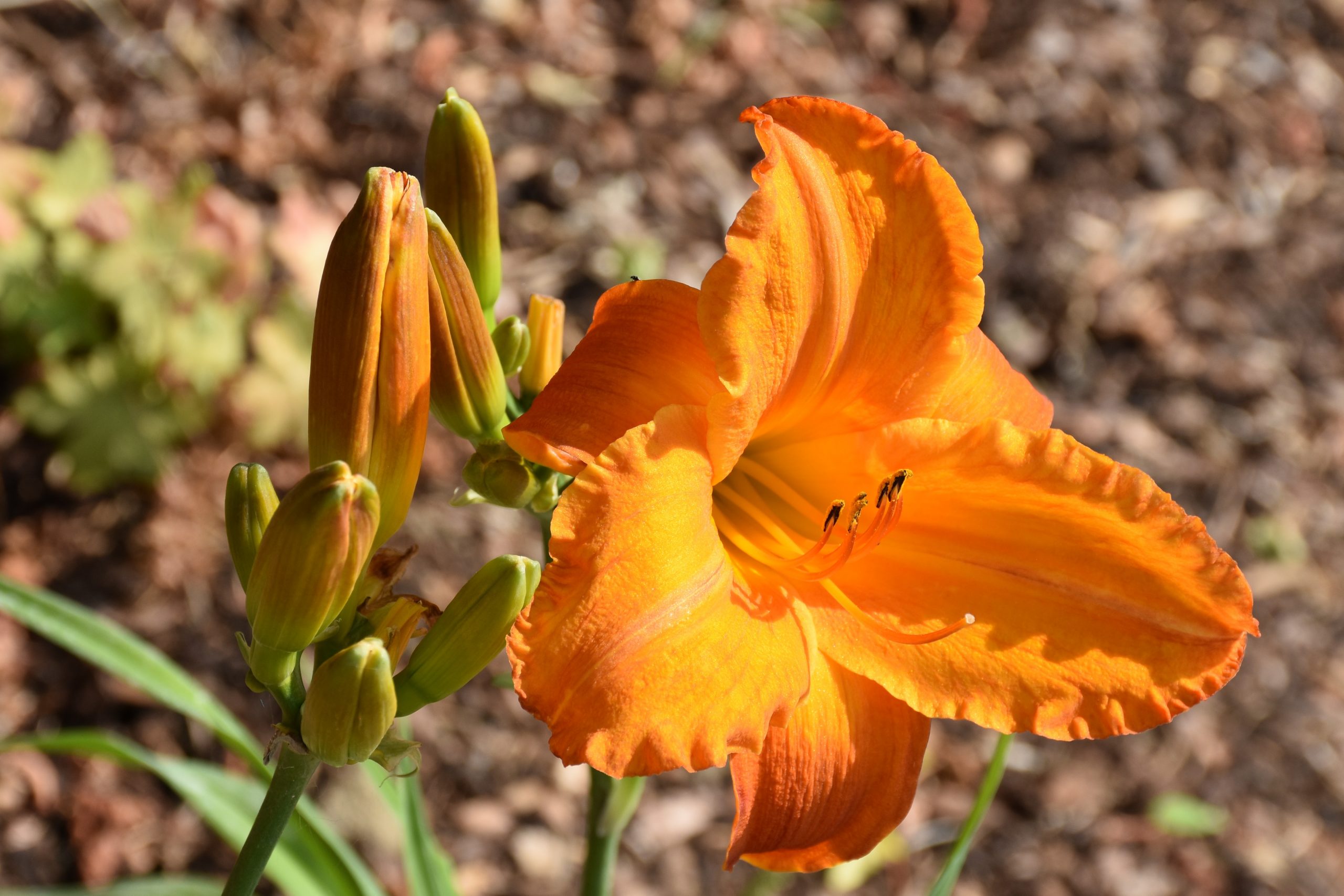 5405_hemerocallis_cultorum_my_reggae_tiger_XS_001.jpeg