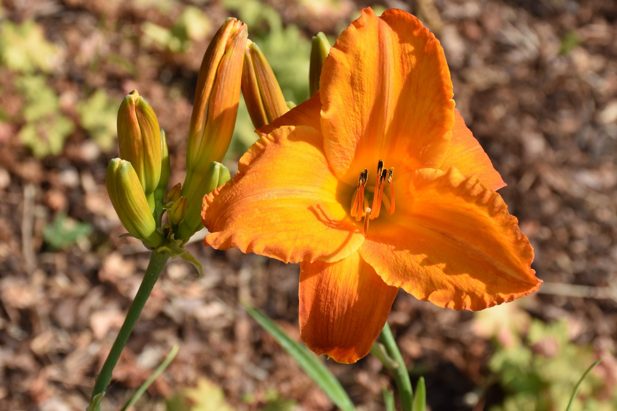 5406_hemerocallis_cultorum_my_reggae_tiger_XS_002.jpeg