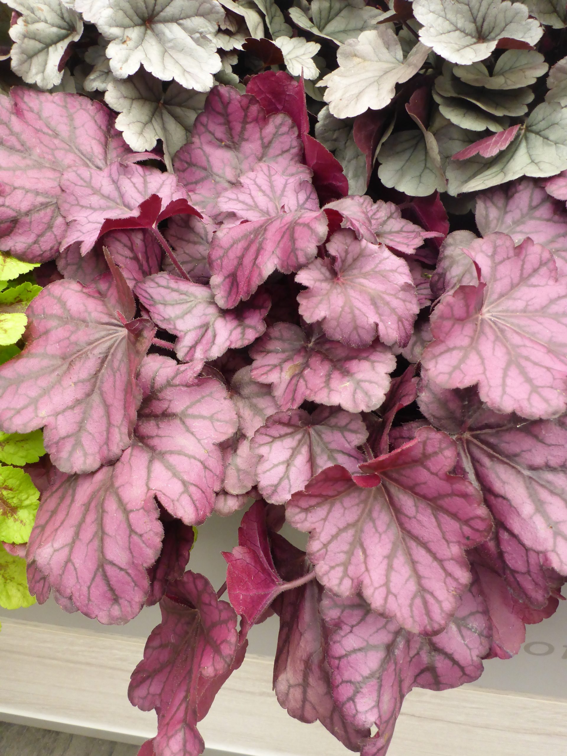 5411_heuchera_cultorum_wild_rose_SS_001.jpeg