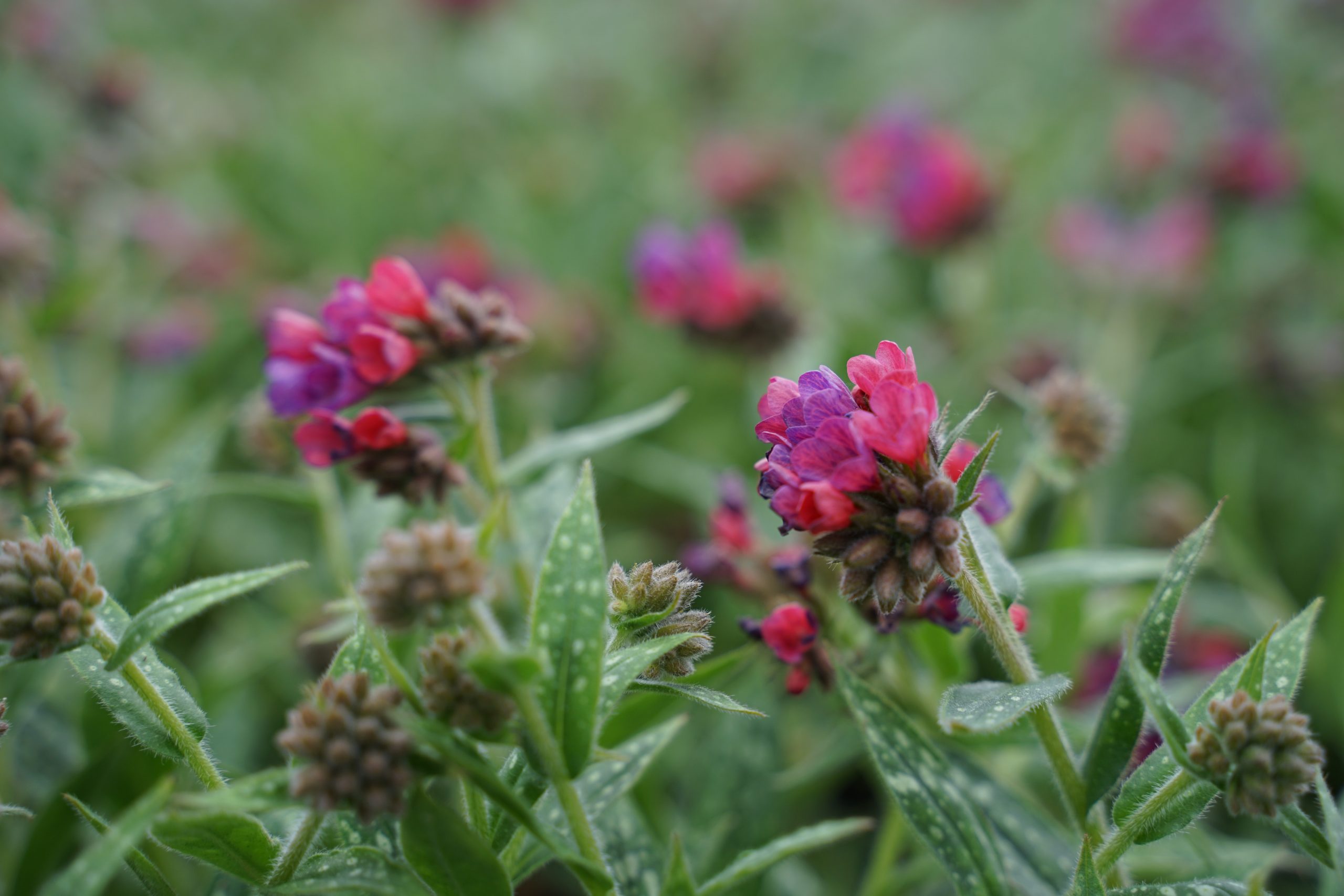 5478_pulmonaria_longifolia_raspberry_splash_SS_001.jpeg