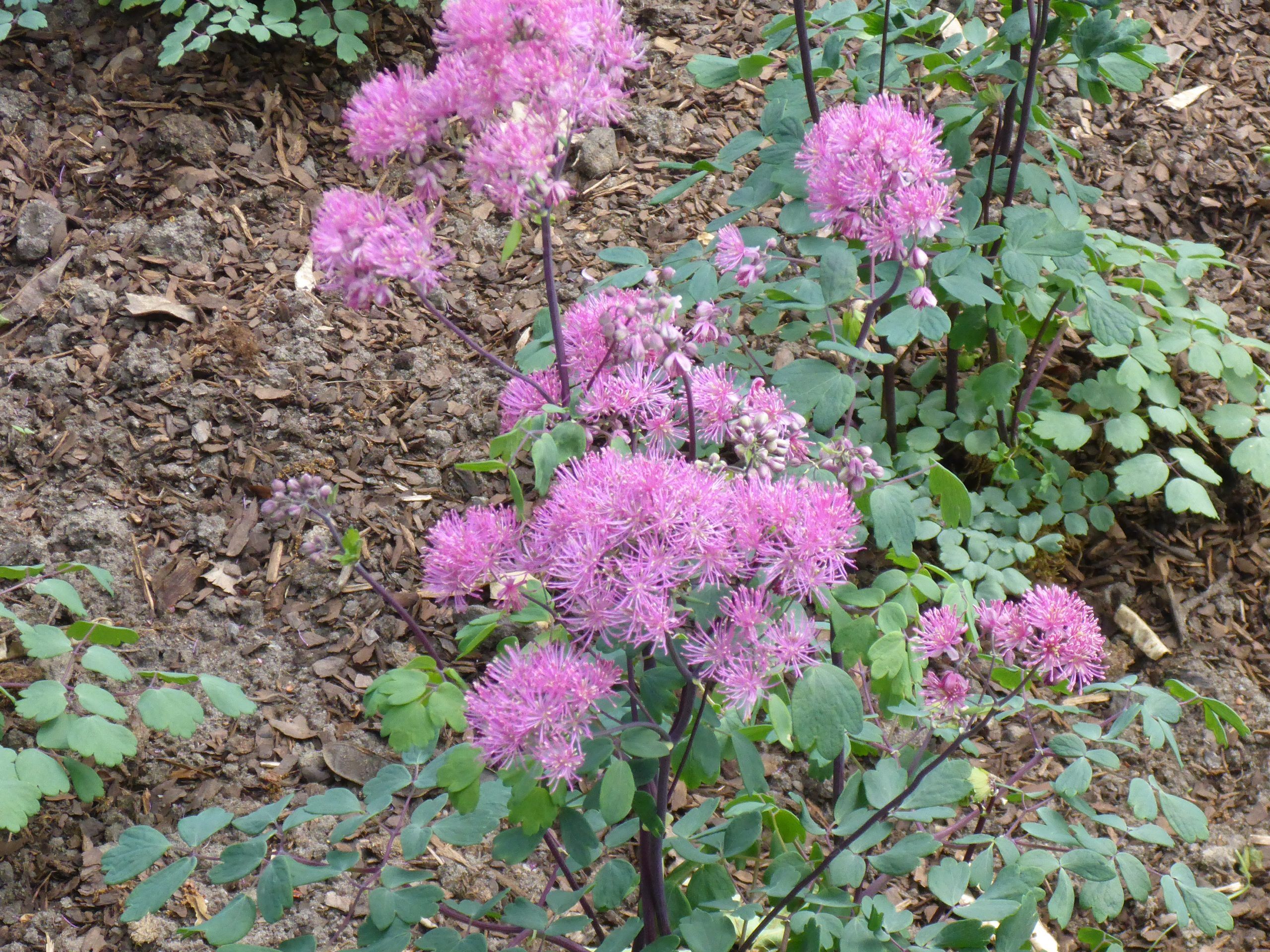 5511_thalictrum_aquilegifolium_little_pinkie_SS_001.jpeg