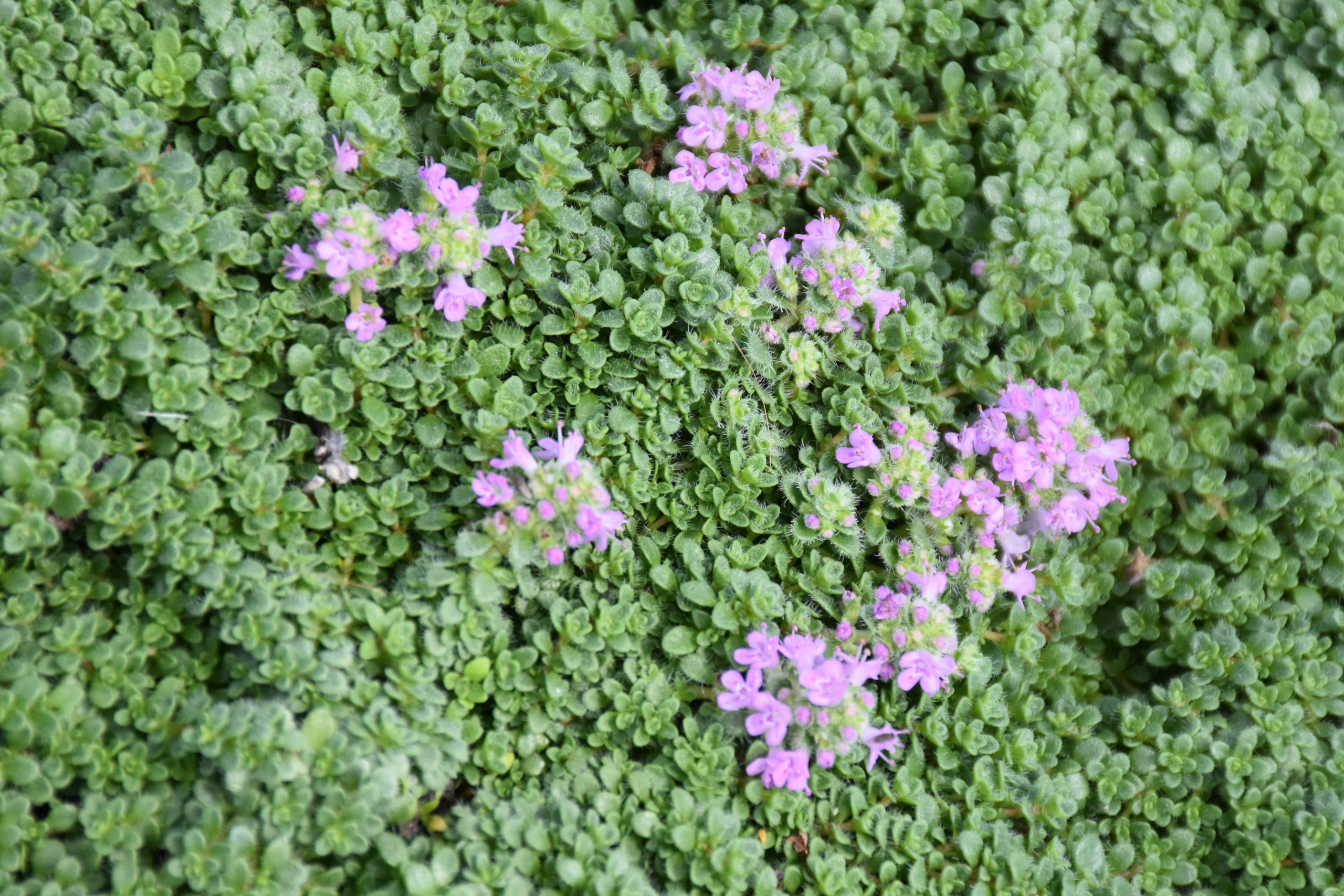 5517_thymus_serpyllum_elfin_XS_001.jpeg