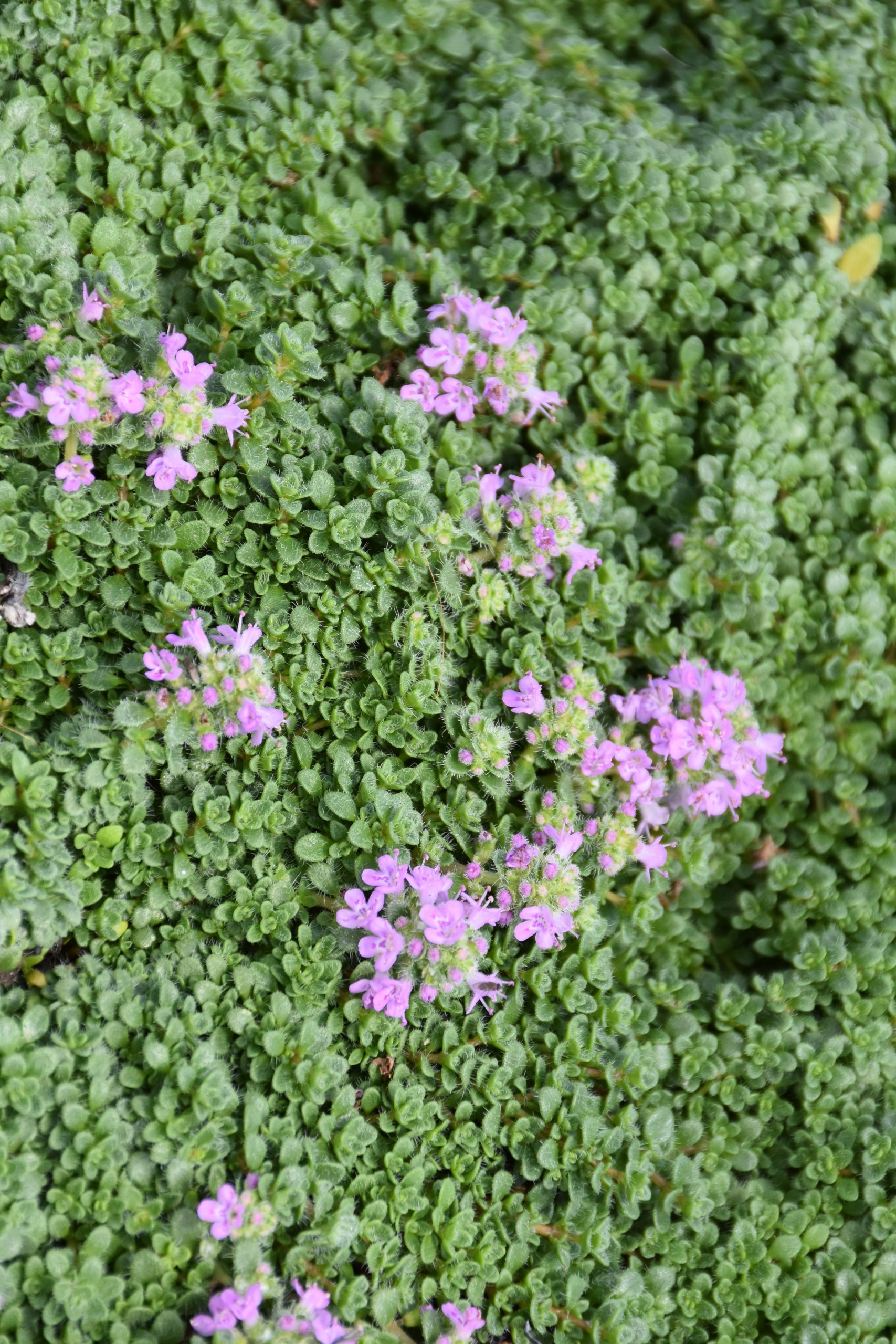 5518_thymus_serpyllum_elfin_XS_002.jpeg