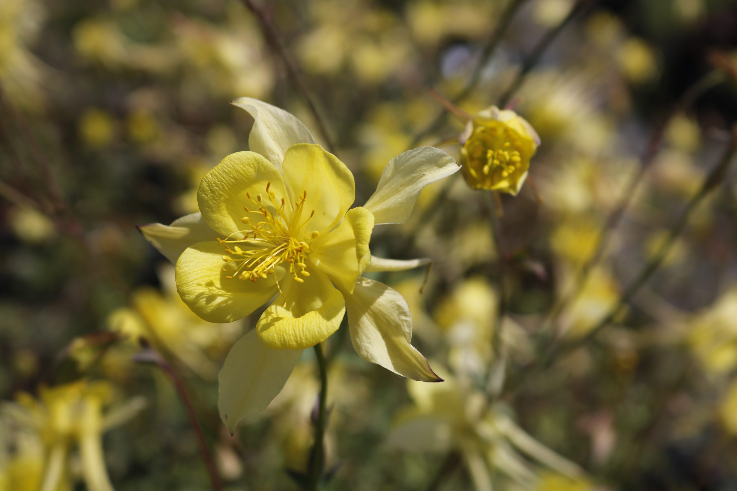 5537_aquilegia_caerulea_maxi_XS_001.jpeg