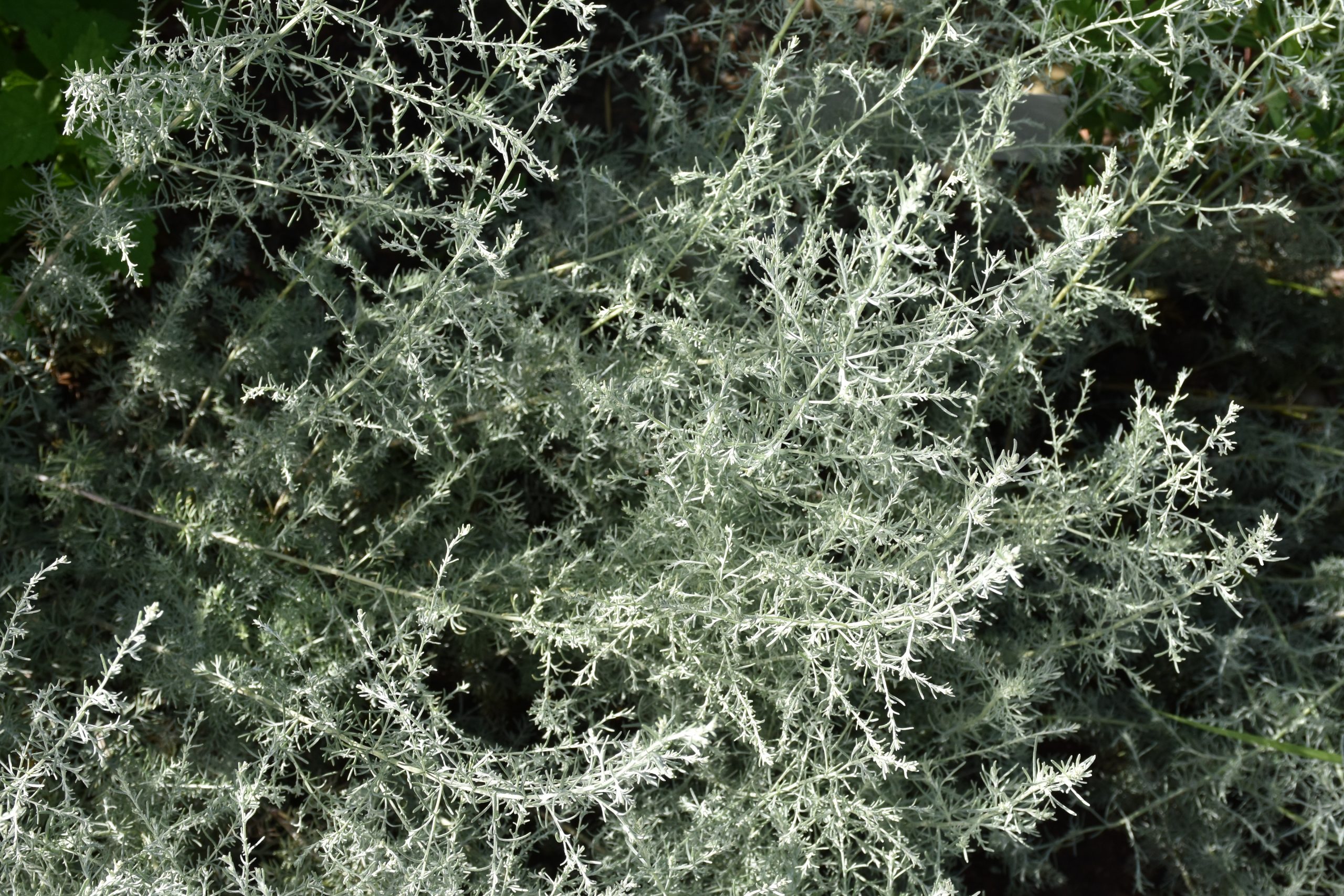 5539_artemisia_santonicum_XS_002.jpeg