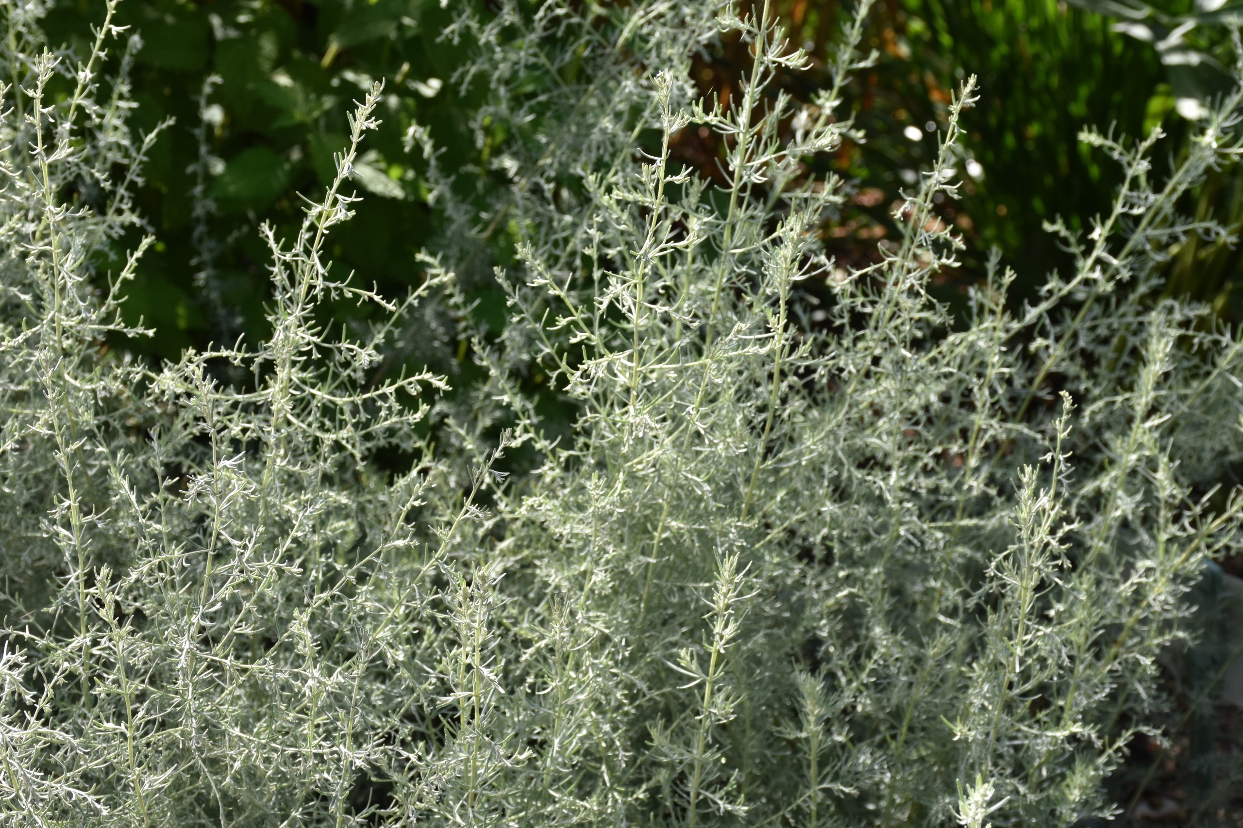 5540_artemisia_santonicum_XS_003.jpeg