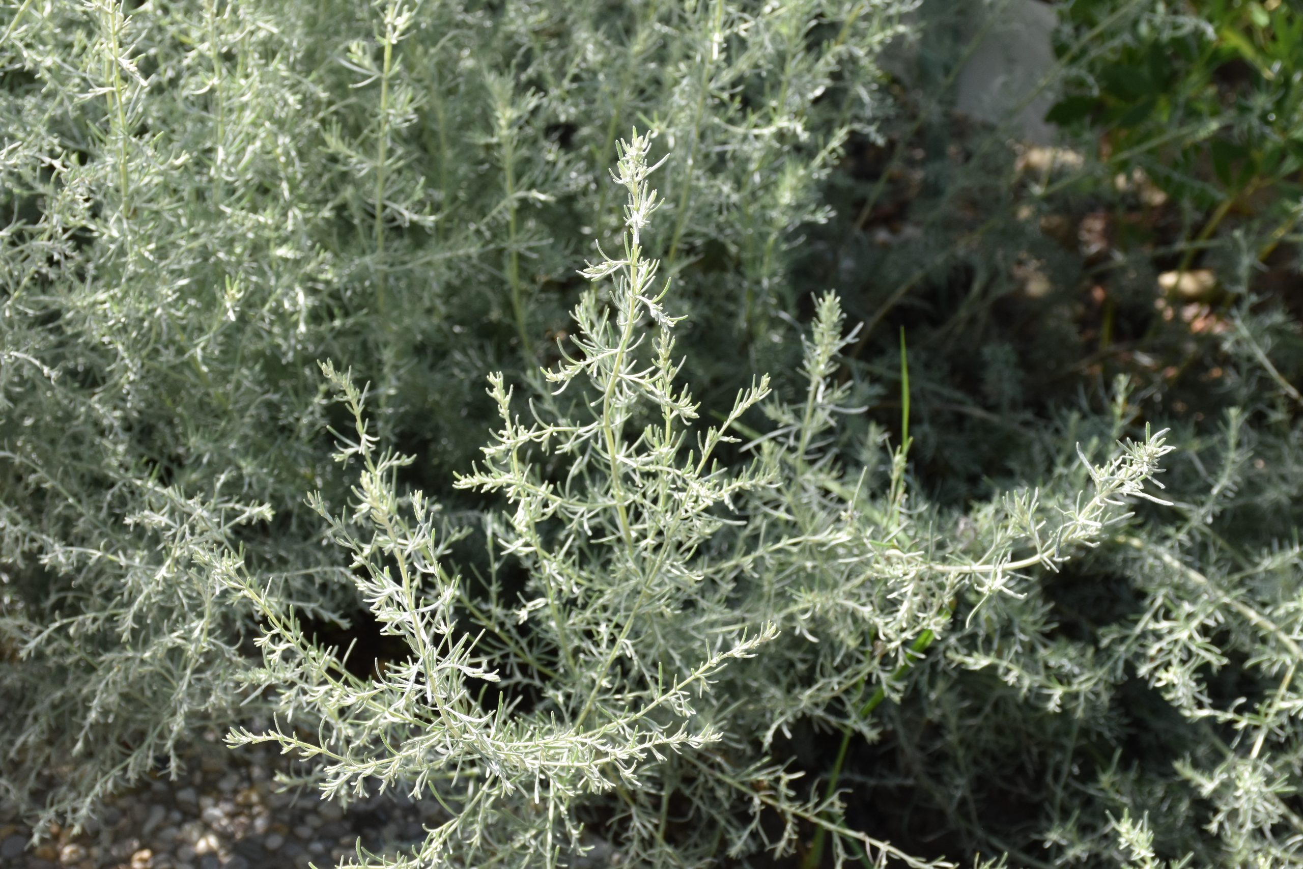 5541_artemisia_santonicum_XS_004.jpeg