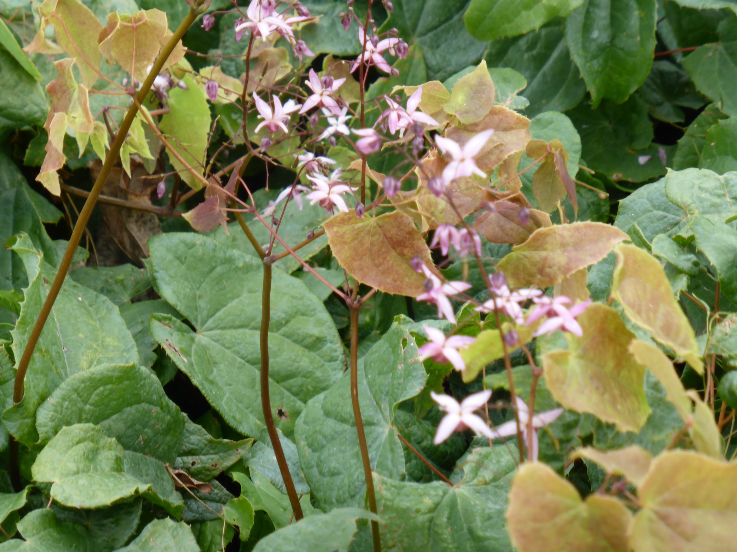 5560_epimedium_cultorum_asiatic_hybrid_SS_001.jpeg