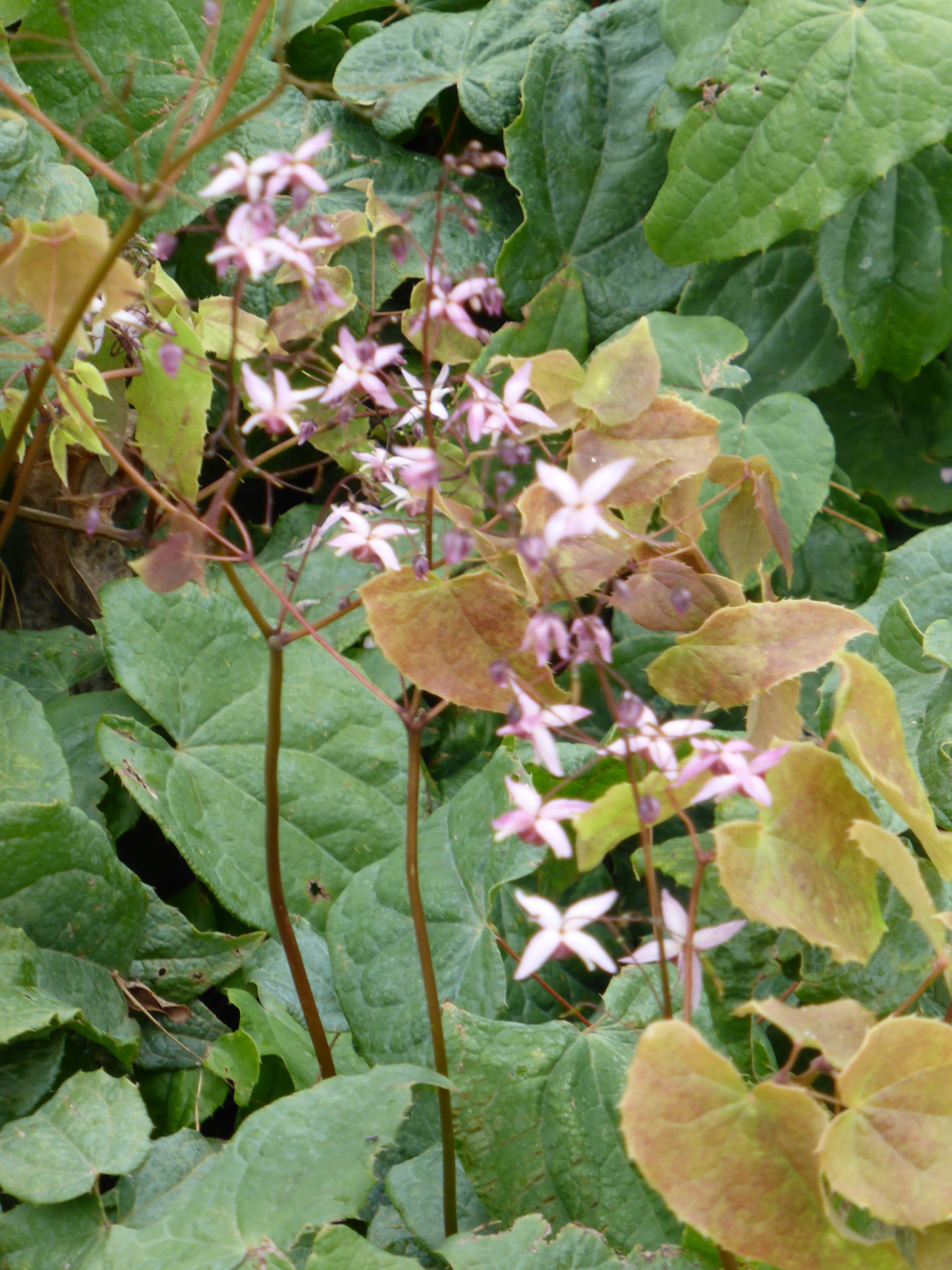 5561_epimedium_cultorum_asiatic_hybrid_SS_002.jpeg