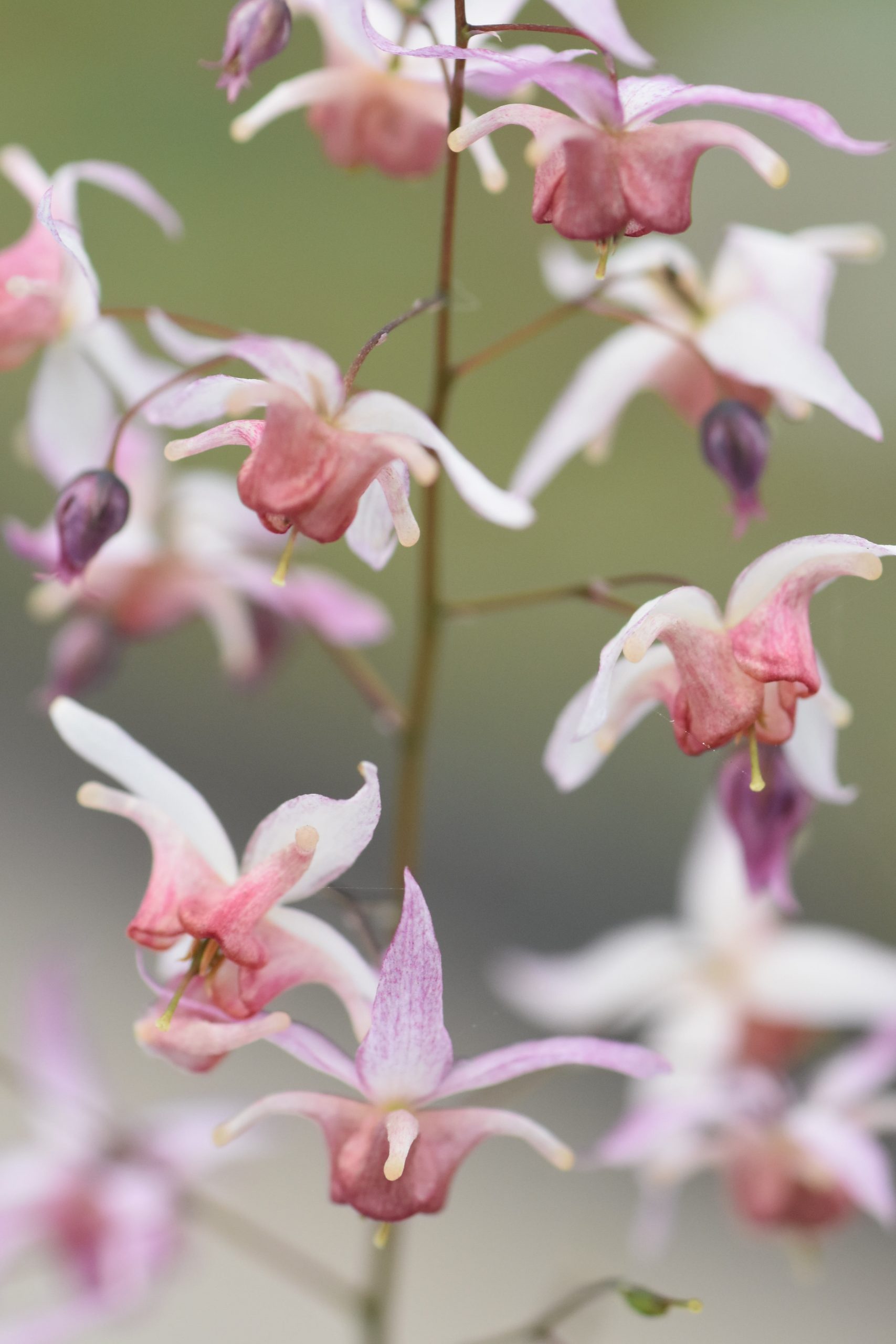 5562_epimedium_cultorum_asiatic_hybrid_XS_003.jpeg