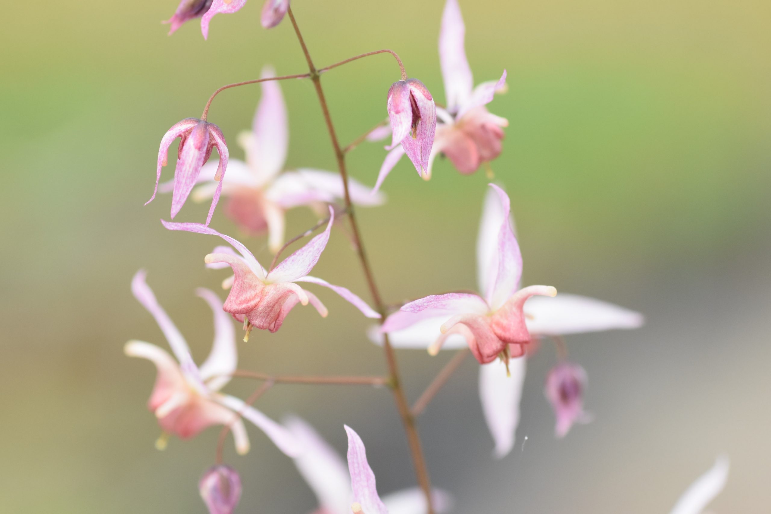 5563_epimedium_cultorum_asiatic_hybrid_XS_004.jpeg