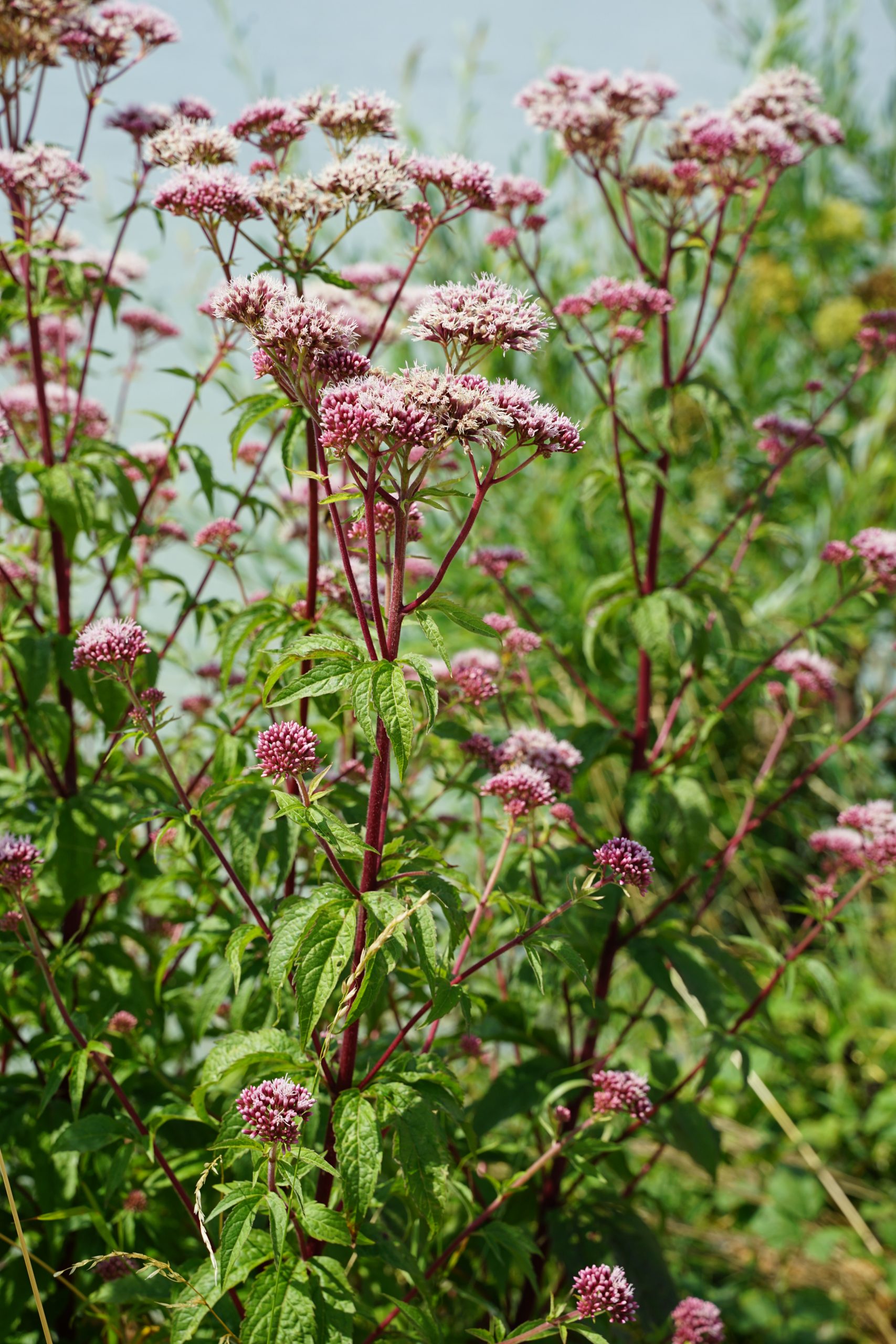5566_eupatorium_cannabinum_SS_001.jpeg