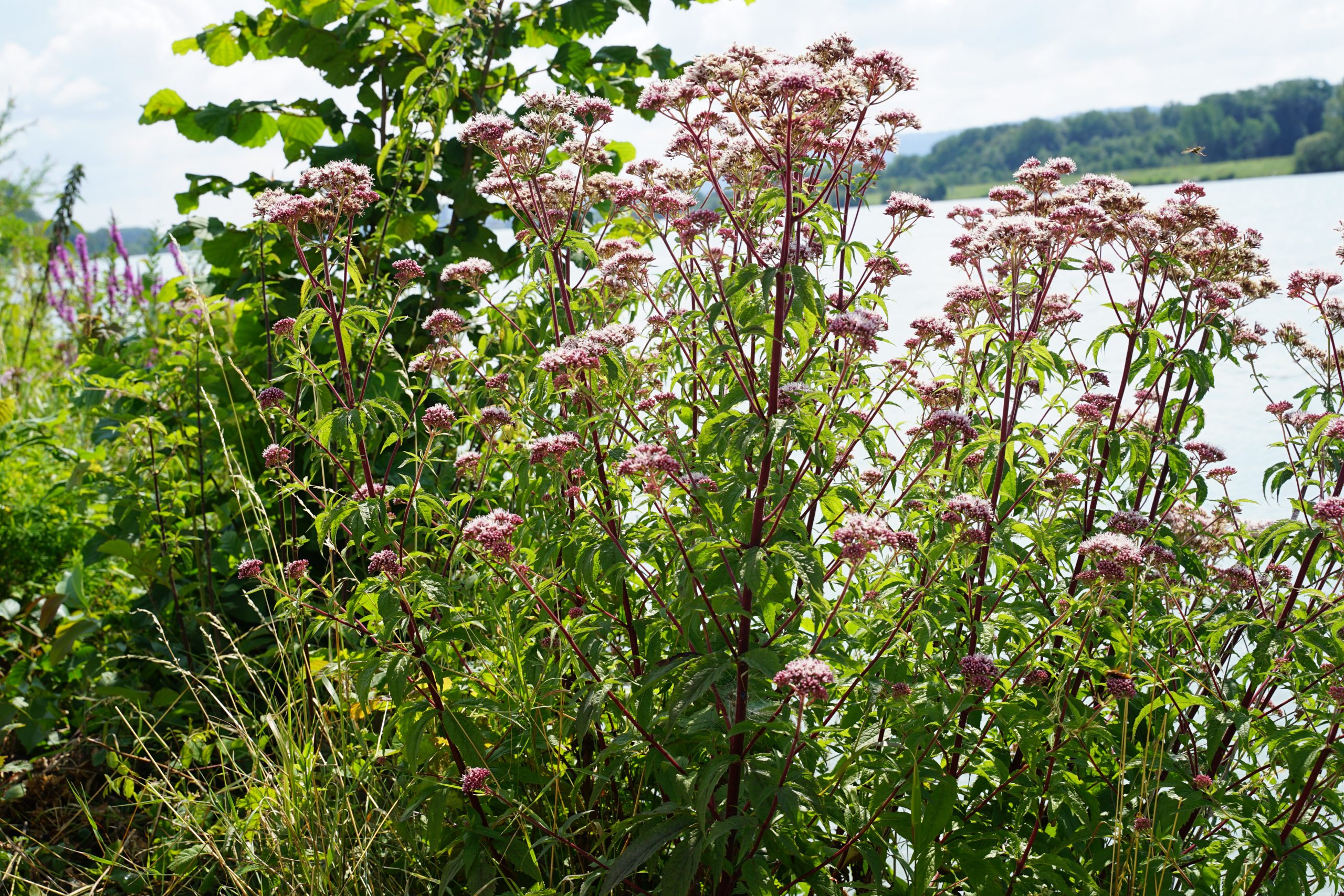 5567_eupatorium_cannabinum_SS_002.jpeg