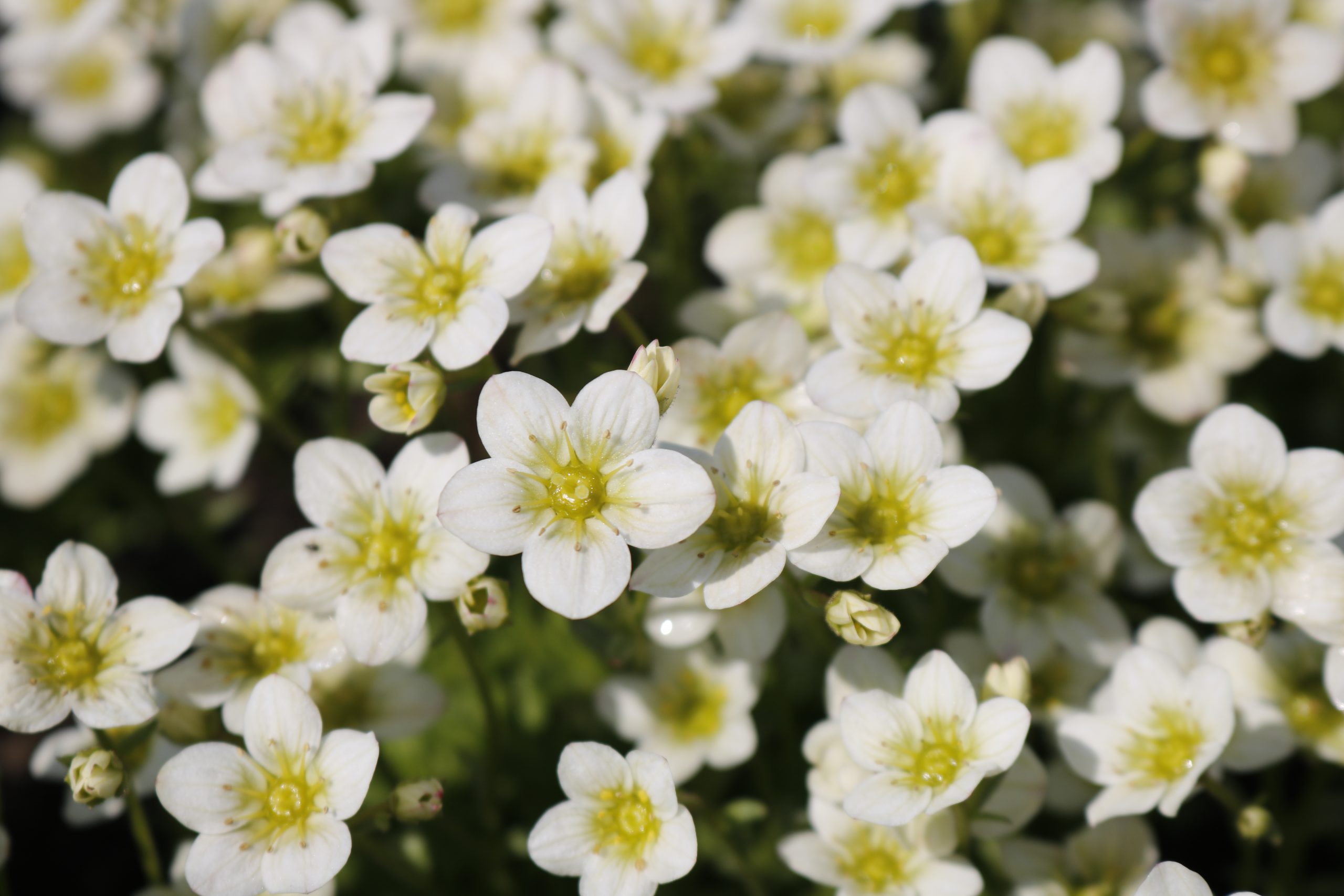 5591_saxifraga_arendsii_rocklime_XS_001.jpeg