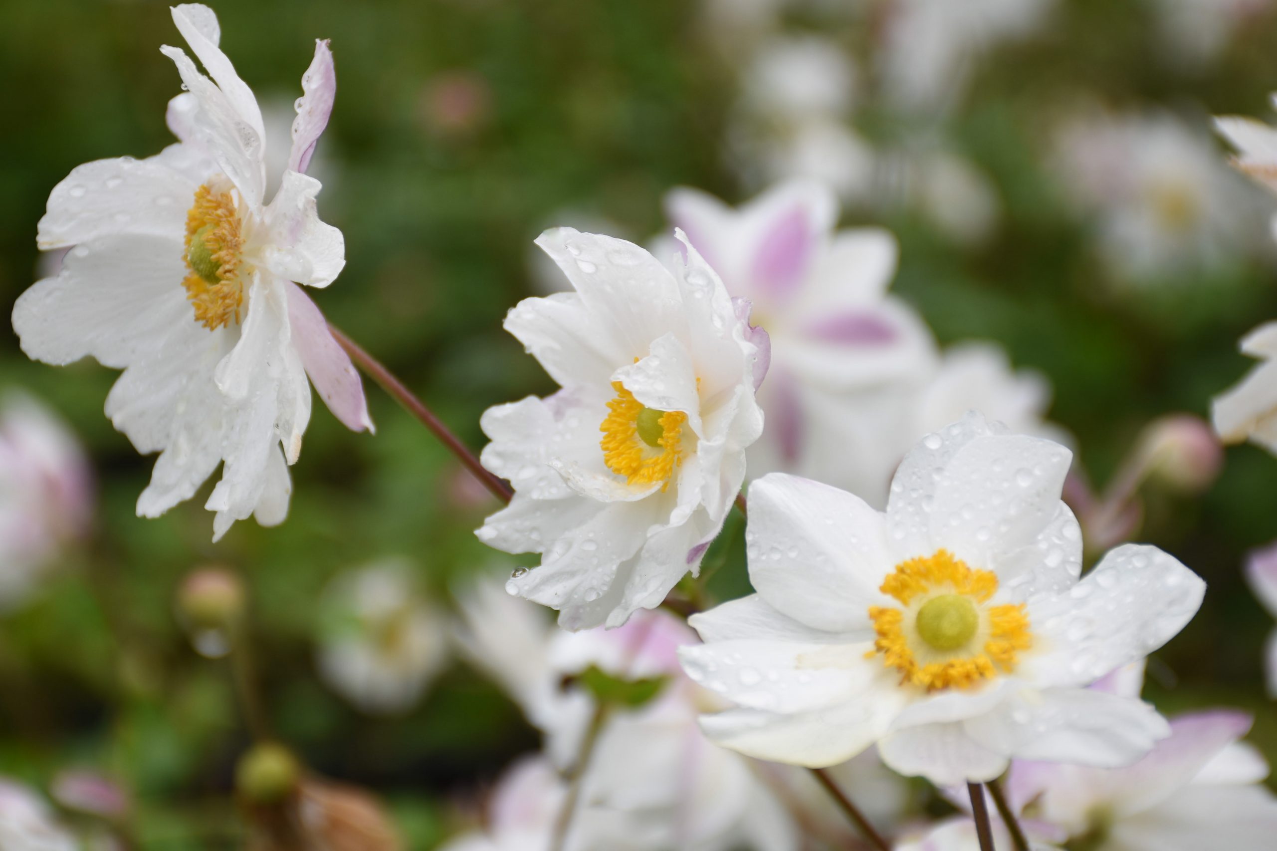 5607_anemone_japonica_snow_angel_XS_003.jpeg