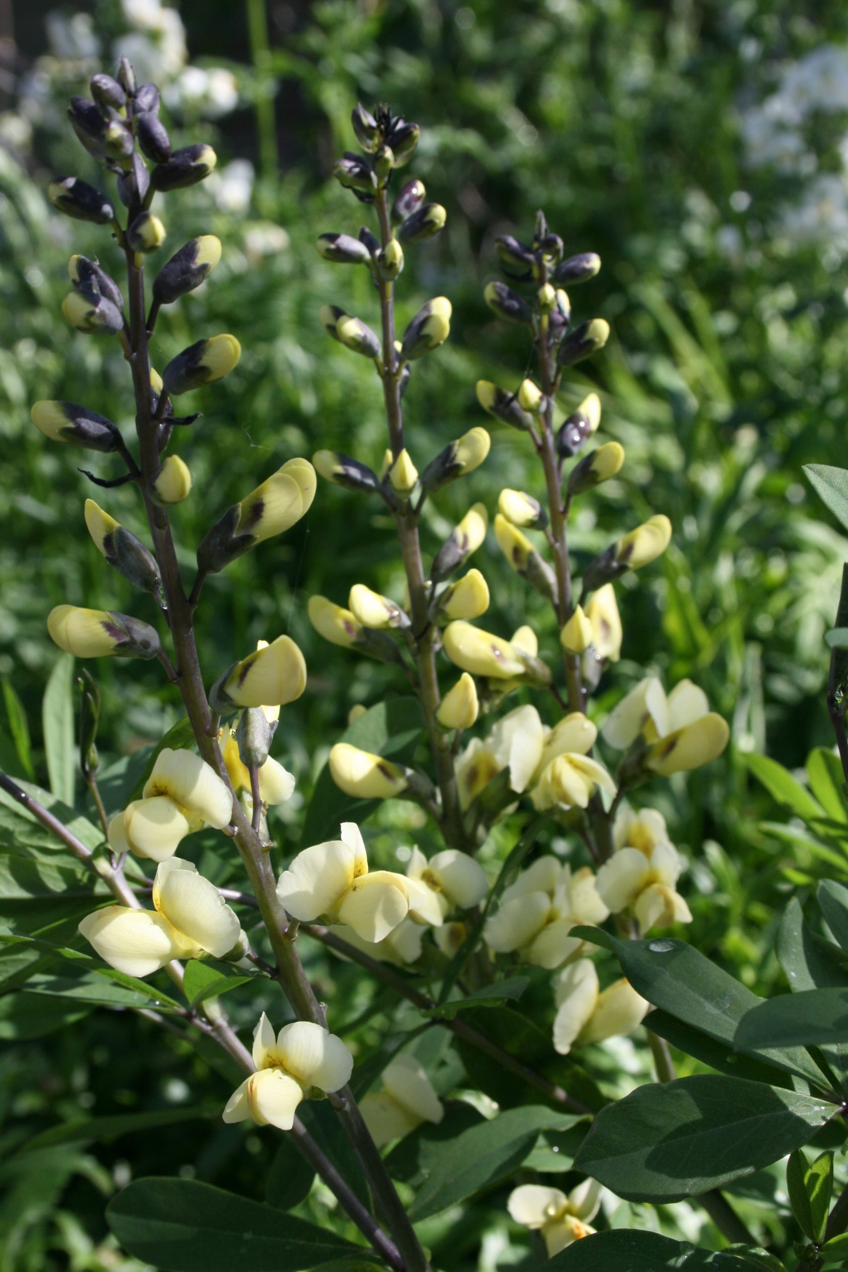 5616_baptisia_cultorum_vanilla_cream_SS_001.jpeg