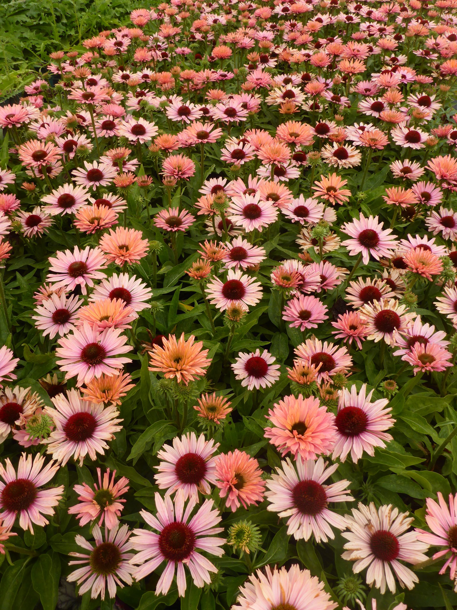 5665_echinacea_purpurea_sunseekers_salmon_SS_001.jpeg