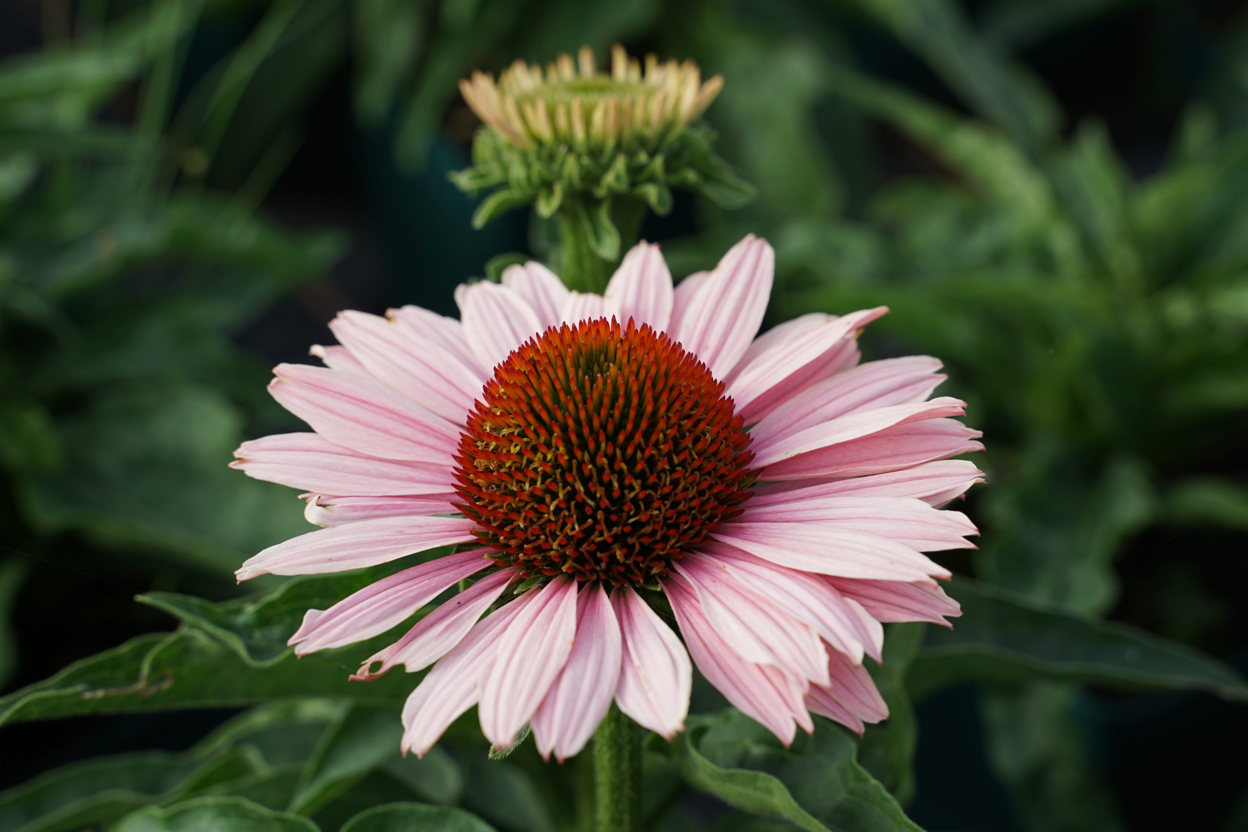 5666_echinacea_purpurea_sunseekers_salmon_SS_003.jpeg