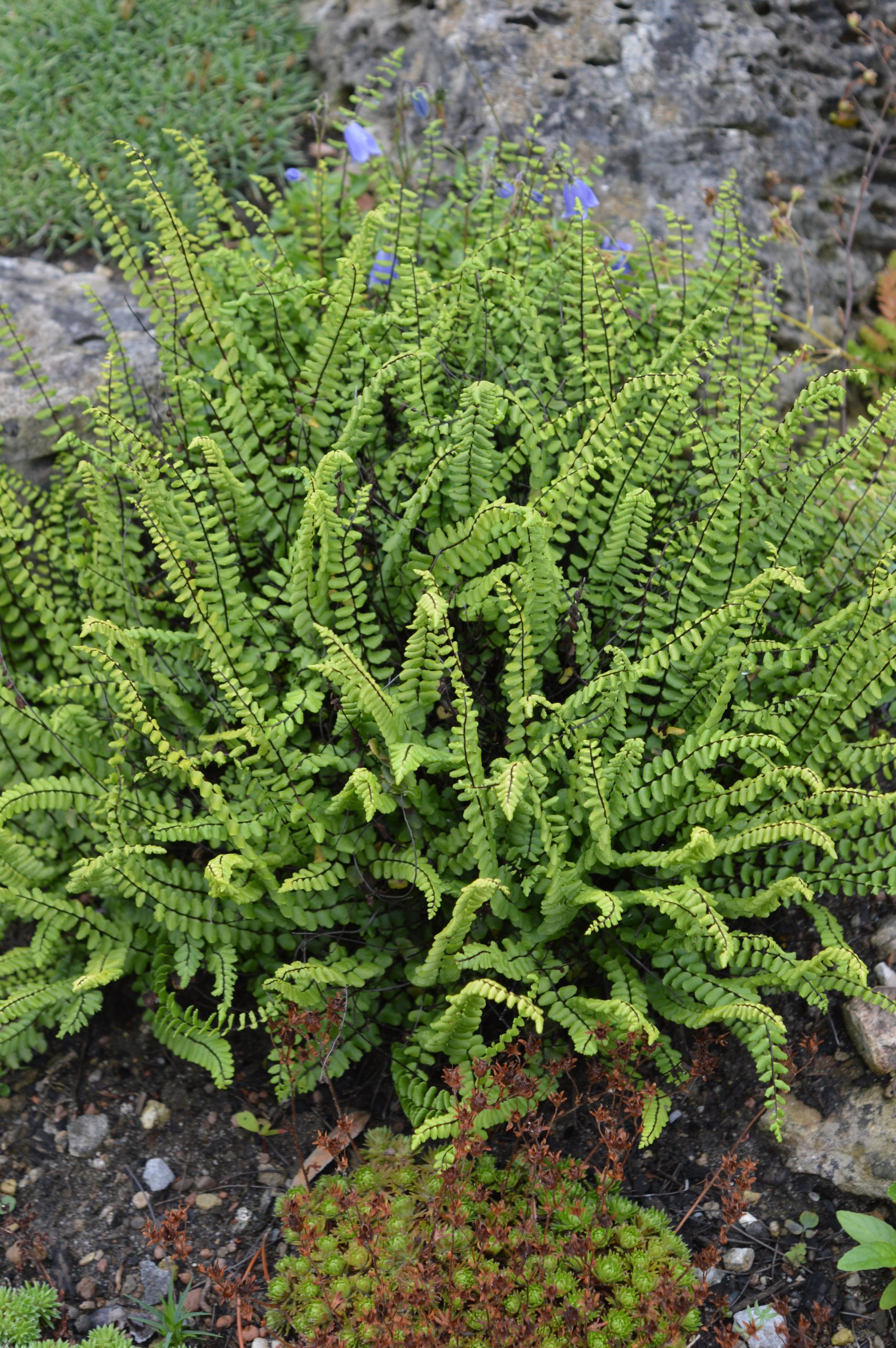 567_asplenium_trichomanes_SS_001.jpeg