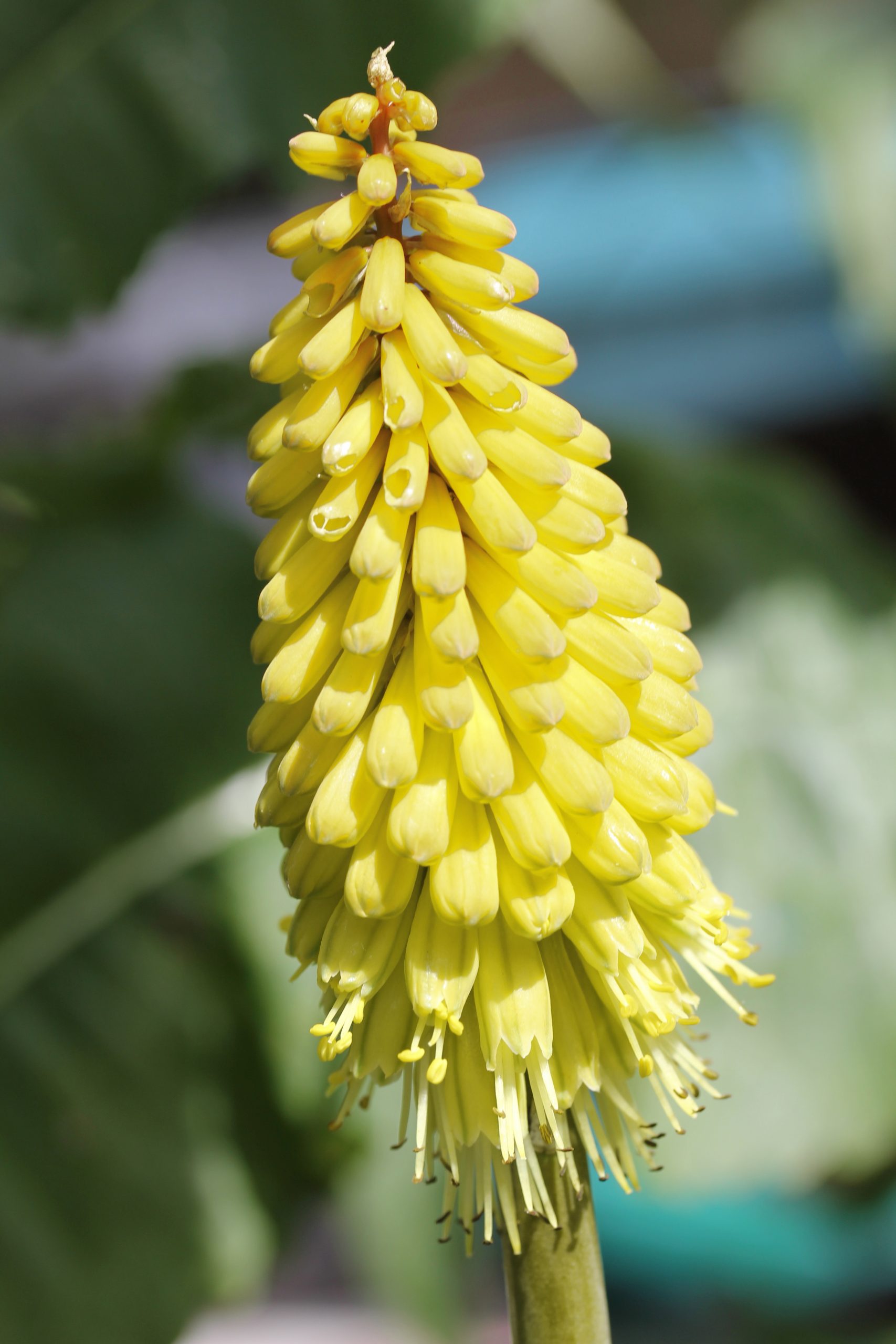 5683_kniphofia_citrina_XS_001.jpeg