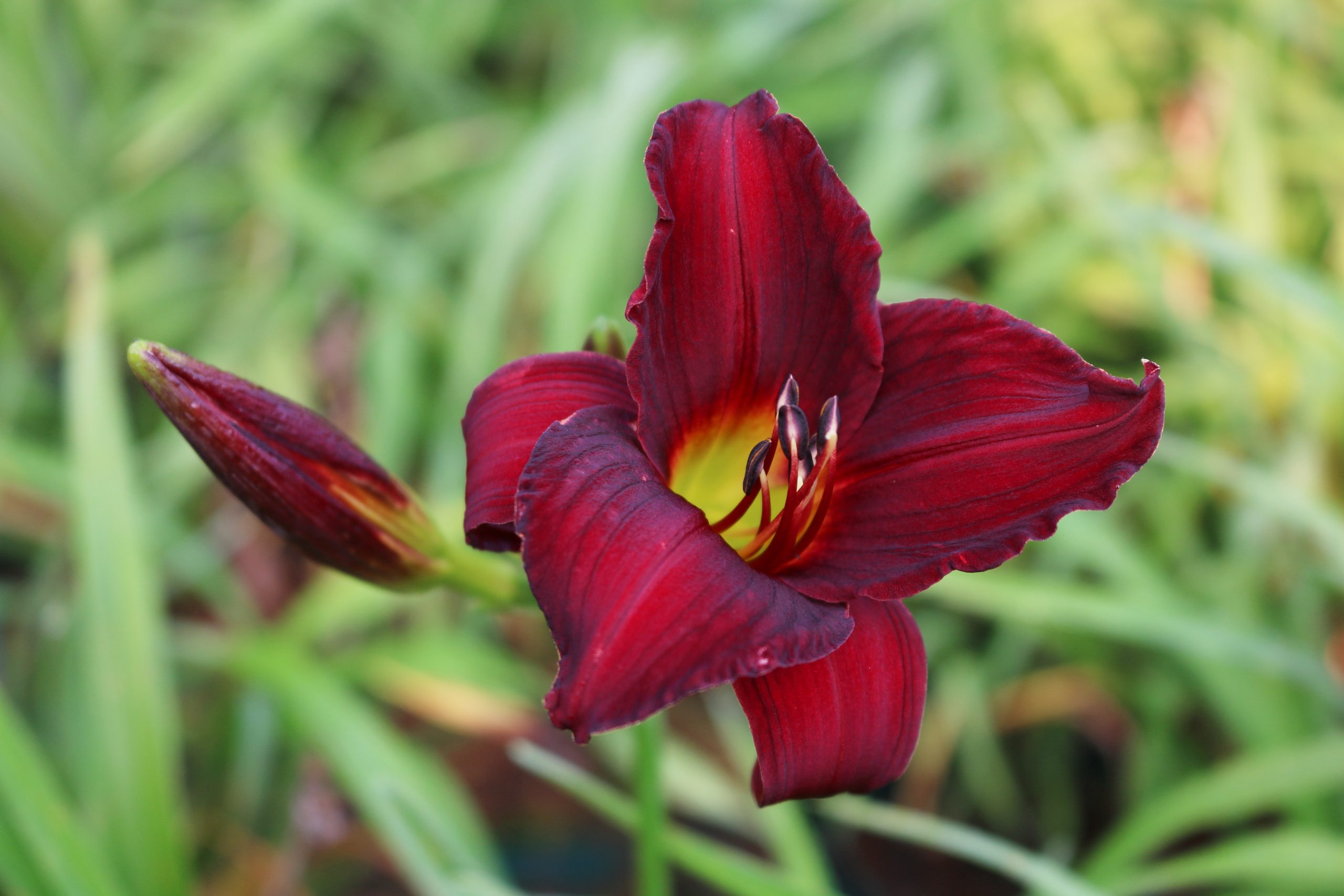 5684_hemerocallis_cultorum_ruby_stella_XS_001.jpeg