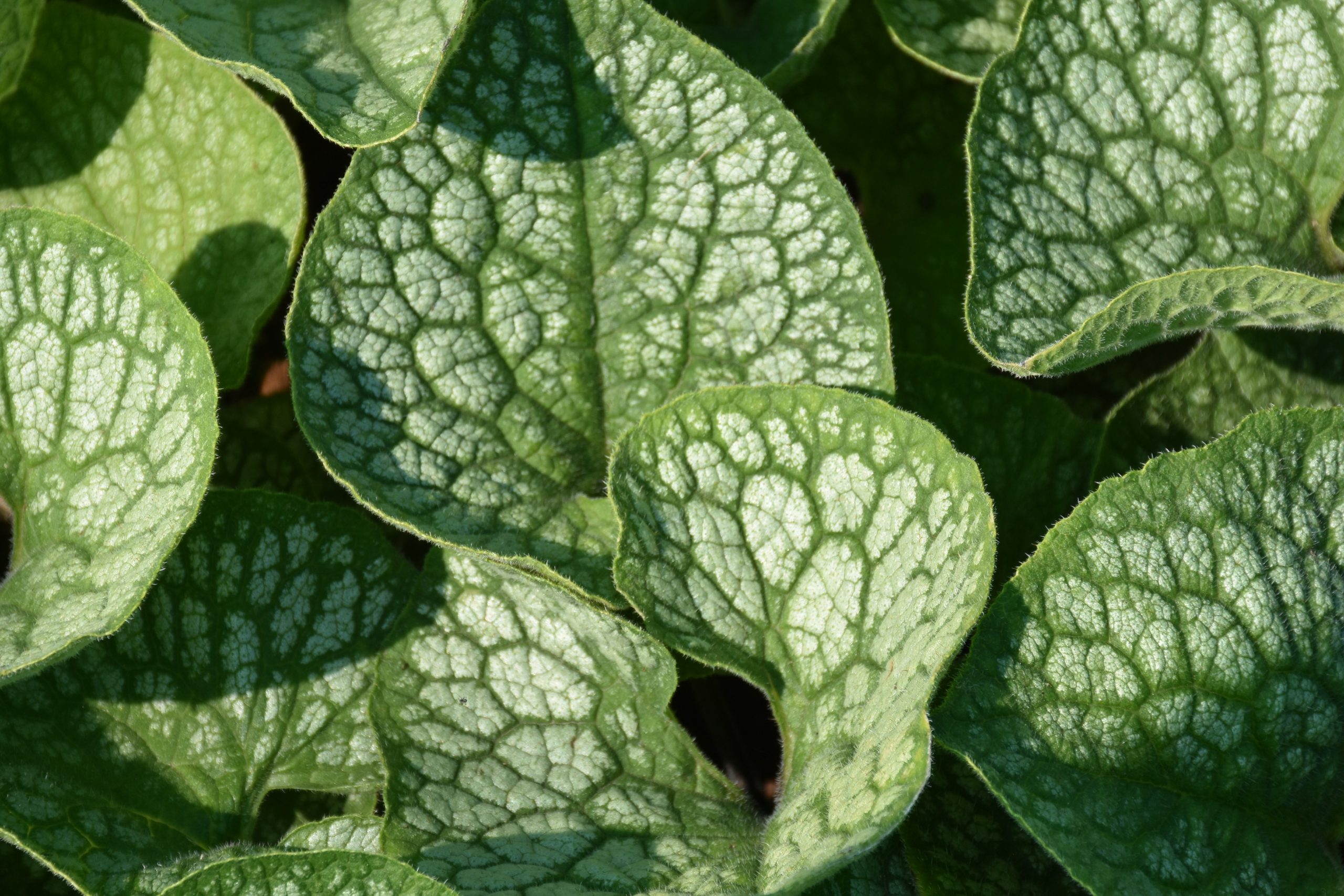 5695_brunnera_macrophylla_jack_of_diamonds_XS_001.jpeg