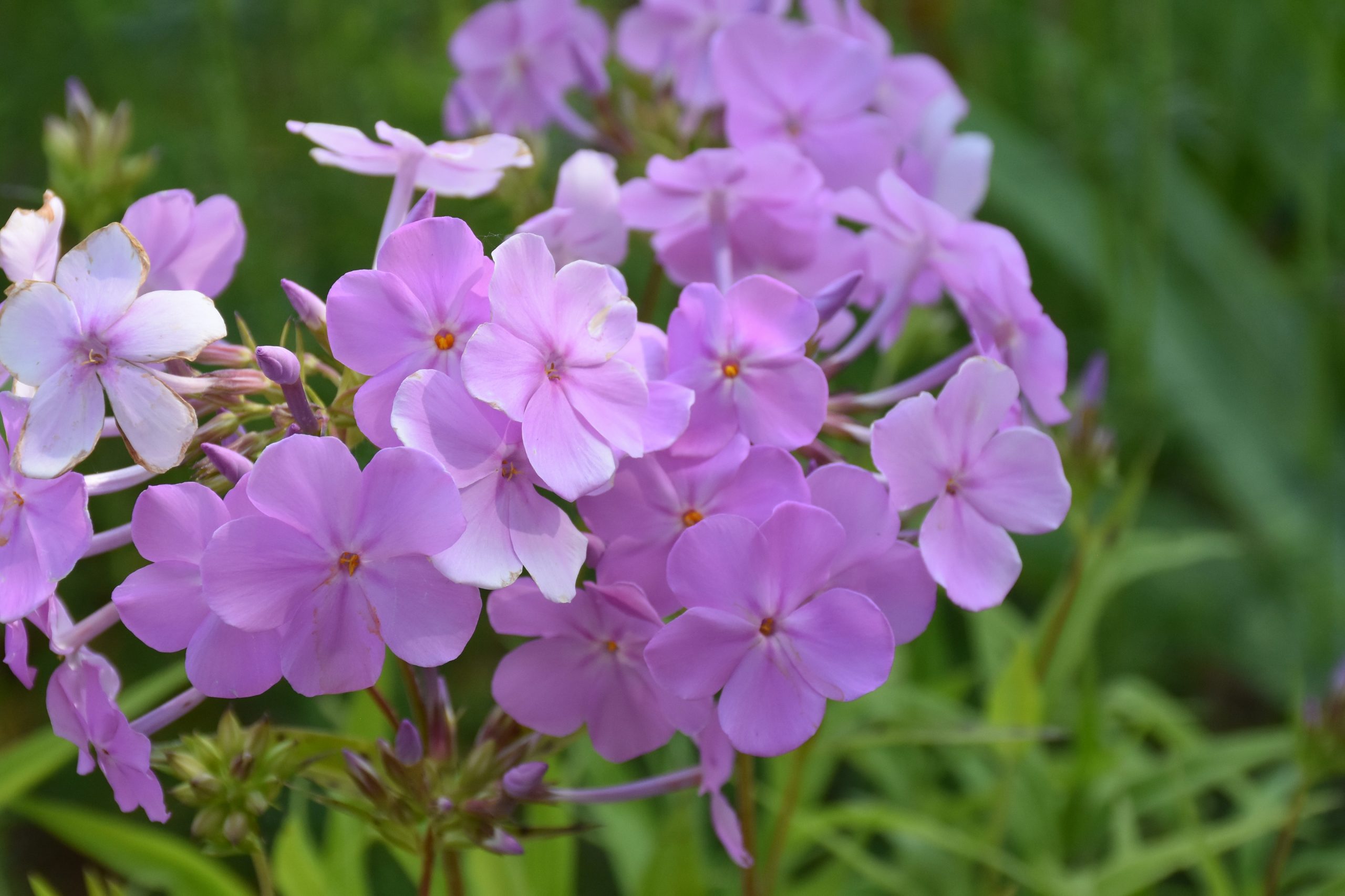 5721_phlox_carolina_rose_bouquet_XS_001.jpeg