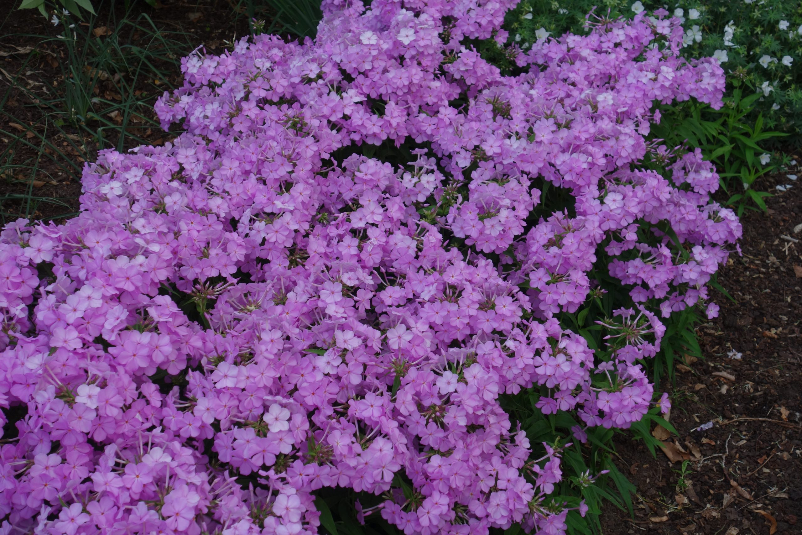 5724_phlox_carolina_rose_bouquet_SS_004.jpg