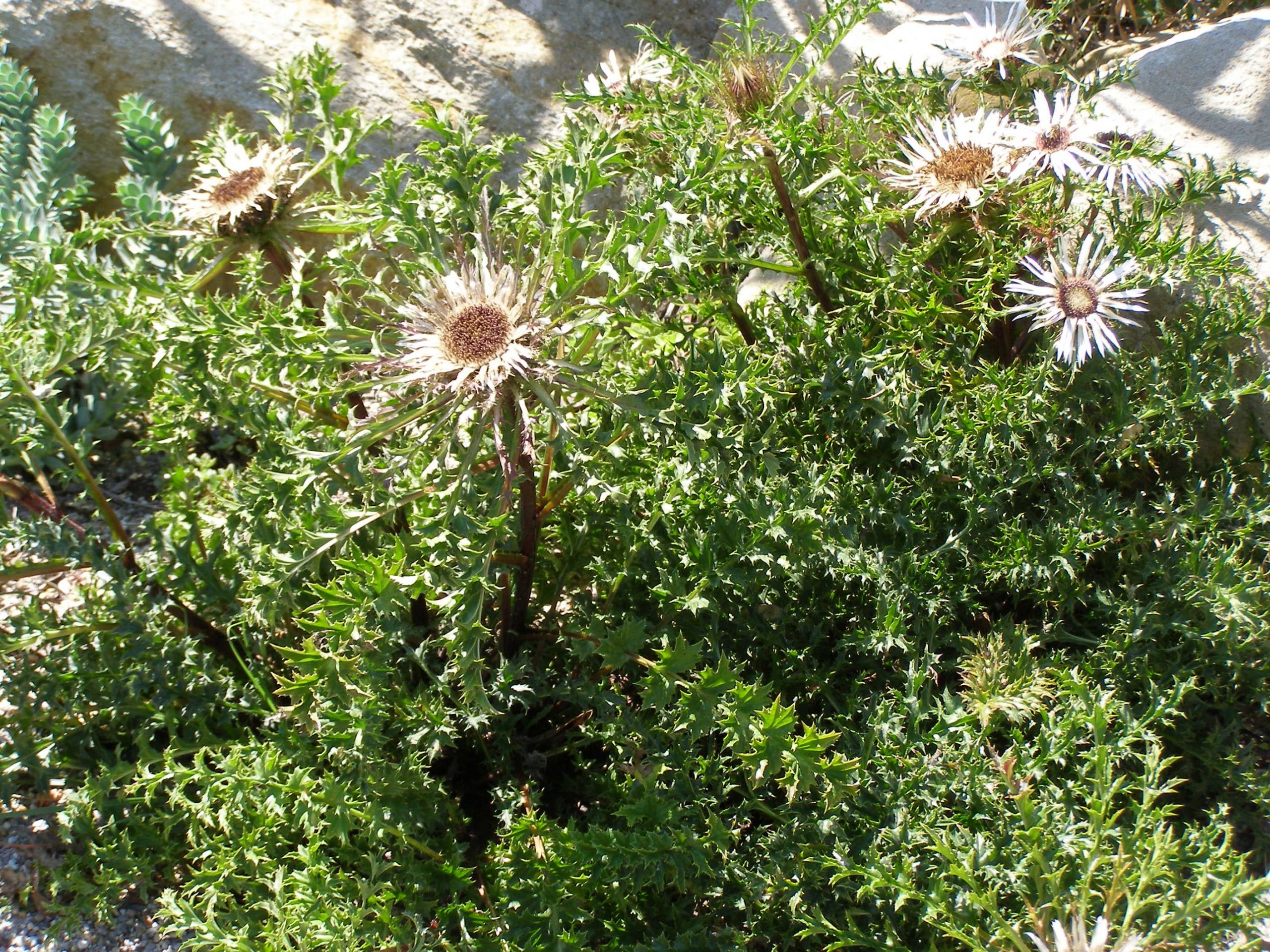 5732_carlina_acaulis_XS_002.jpeg