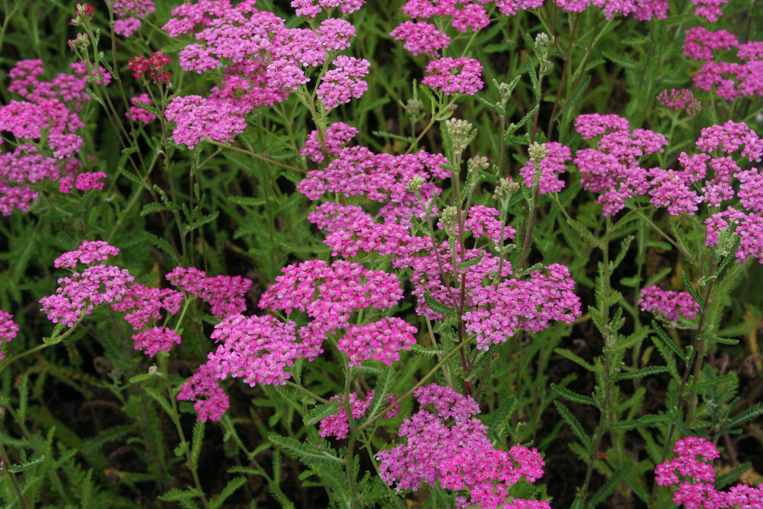 57_achillea_millefolium_lilac_beauty_SS_001.jpeg