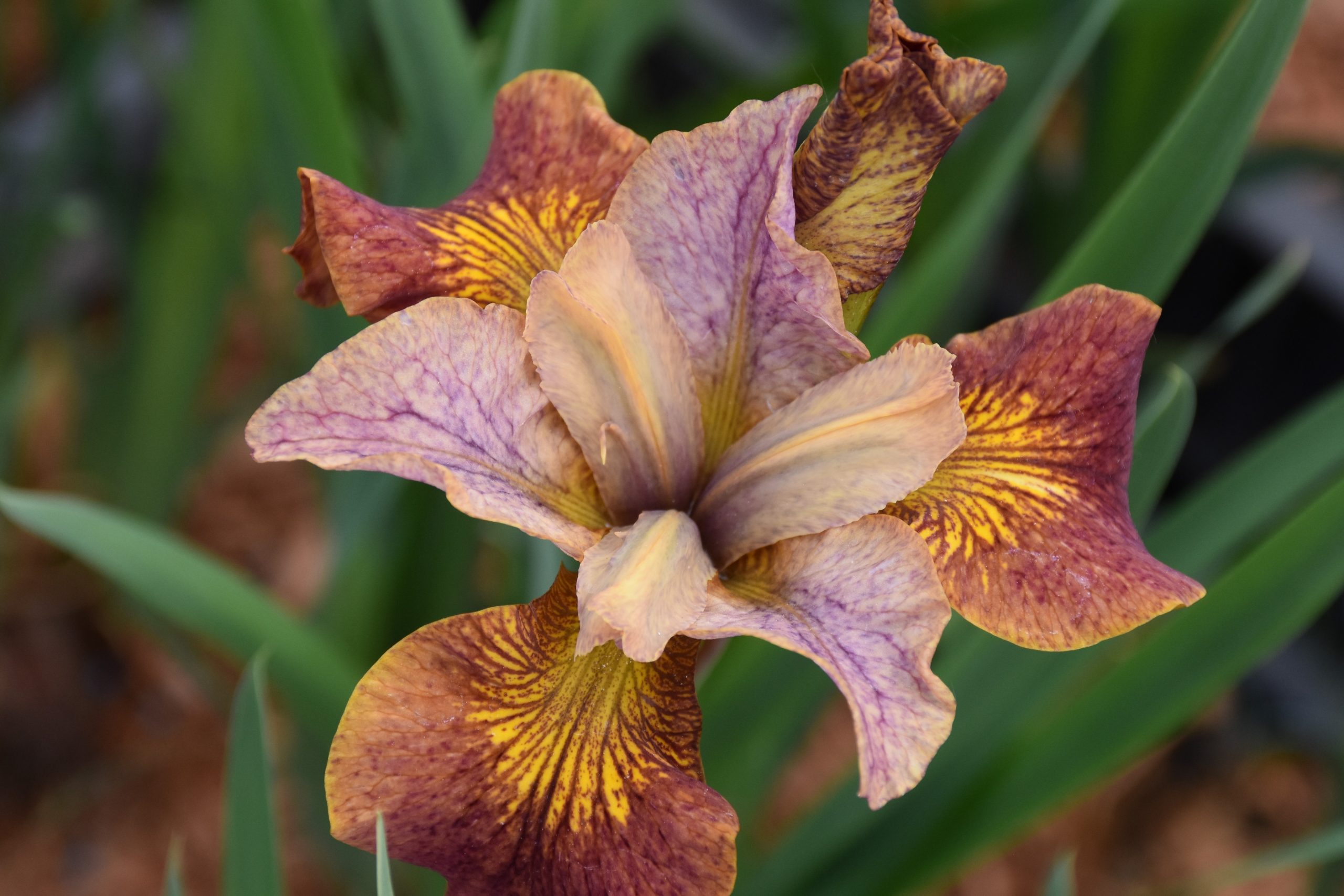 5801_iris_sibirica_paprikash_XS_001.jpeg