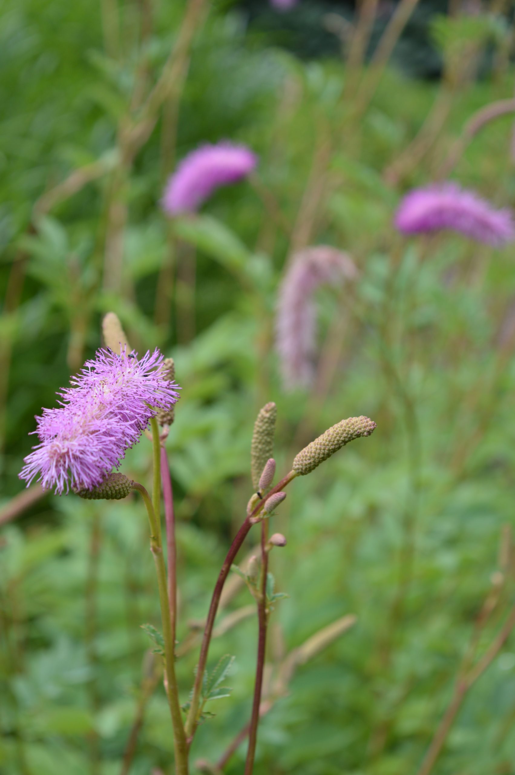 5835_sanguisorba_hakusanensis_lilac_squirrel_SS_001.jpeg