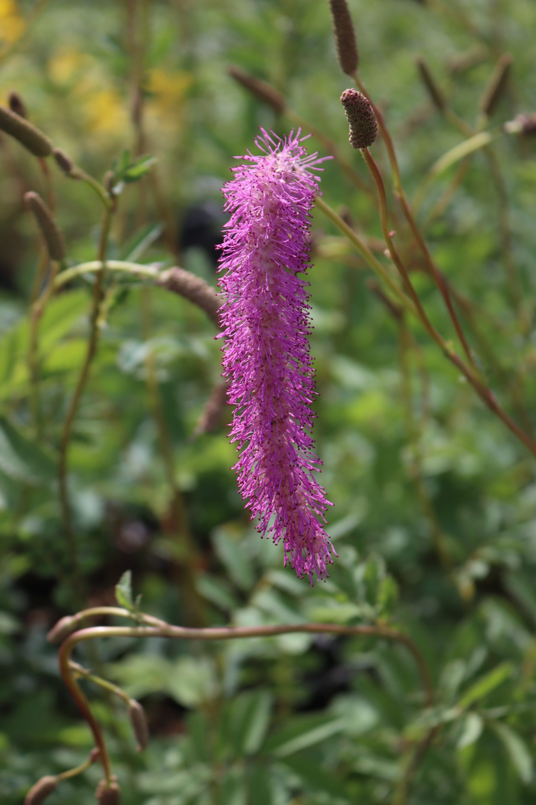 5836_sanguisorba_hakusanensis_lilac_squirrel_XS_002.jpeg