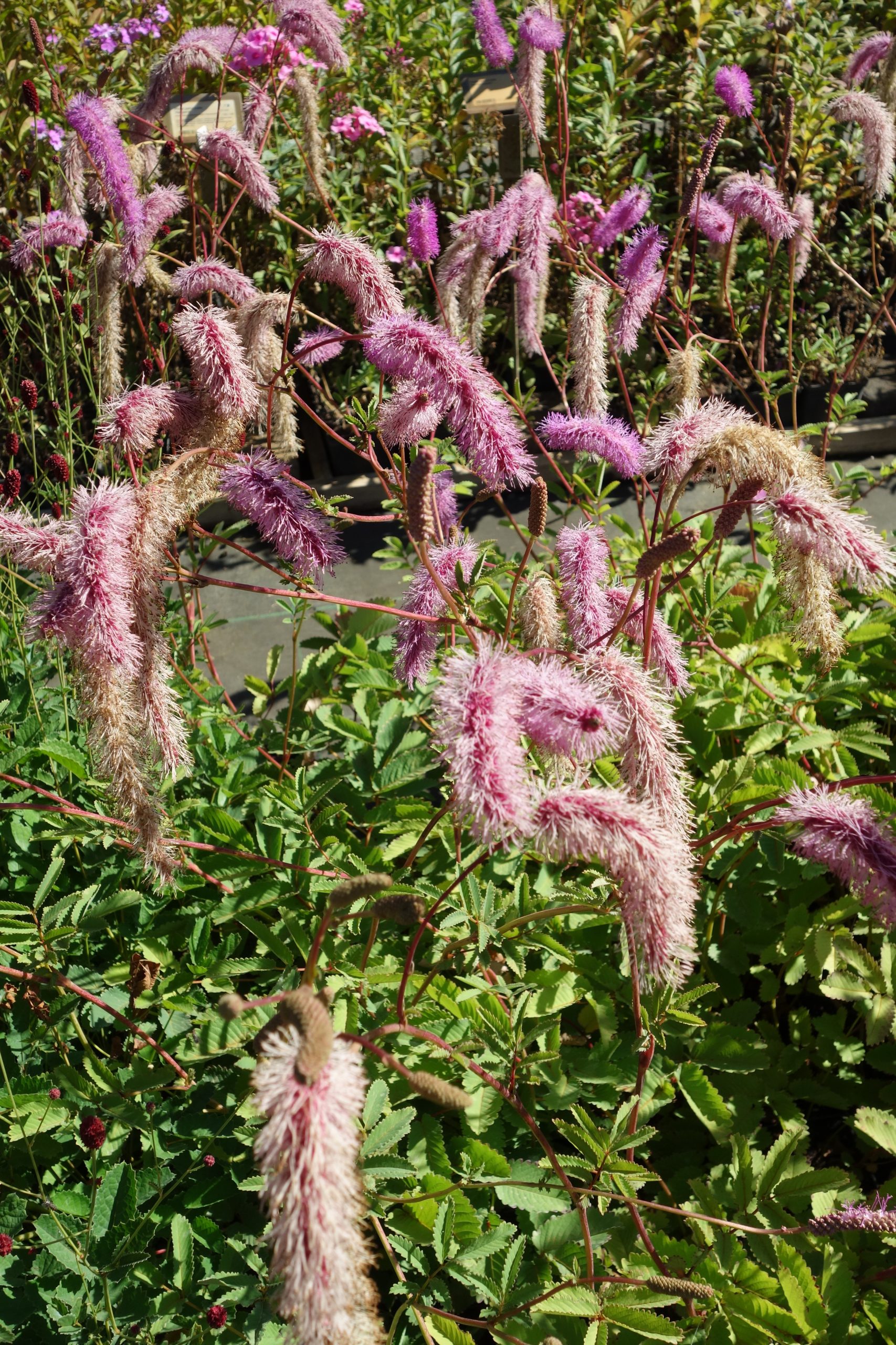 5837_sanguisorba_hakusanensis_lilac_squirrel_SS_003.jpeg