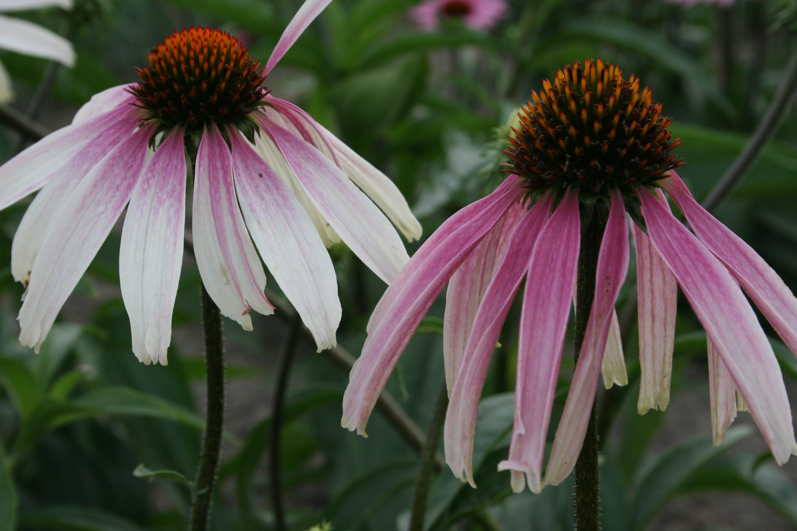 5881_echinacea_purpurea_js_engeltje_SS_002.jpeg