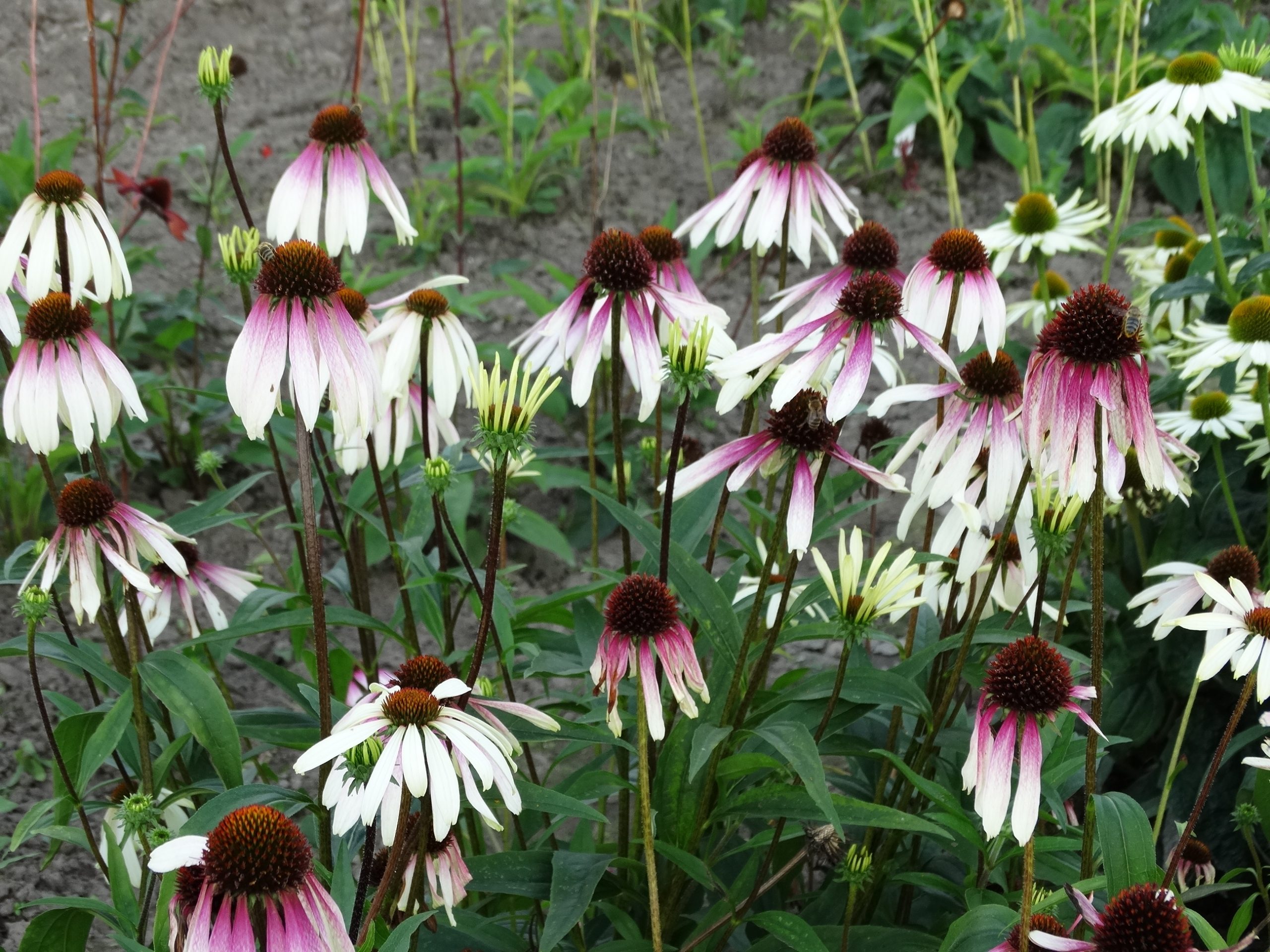 5882_echinacea_purpurea_js_engeltje_XS_003.jpeg