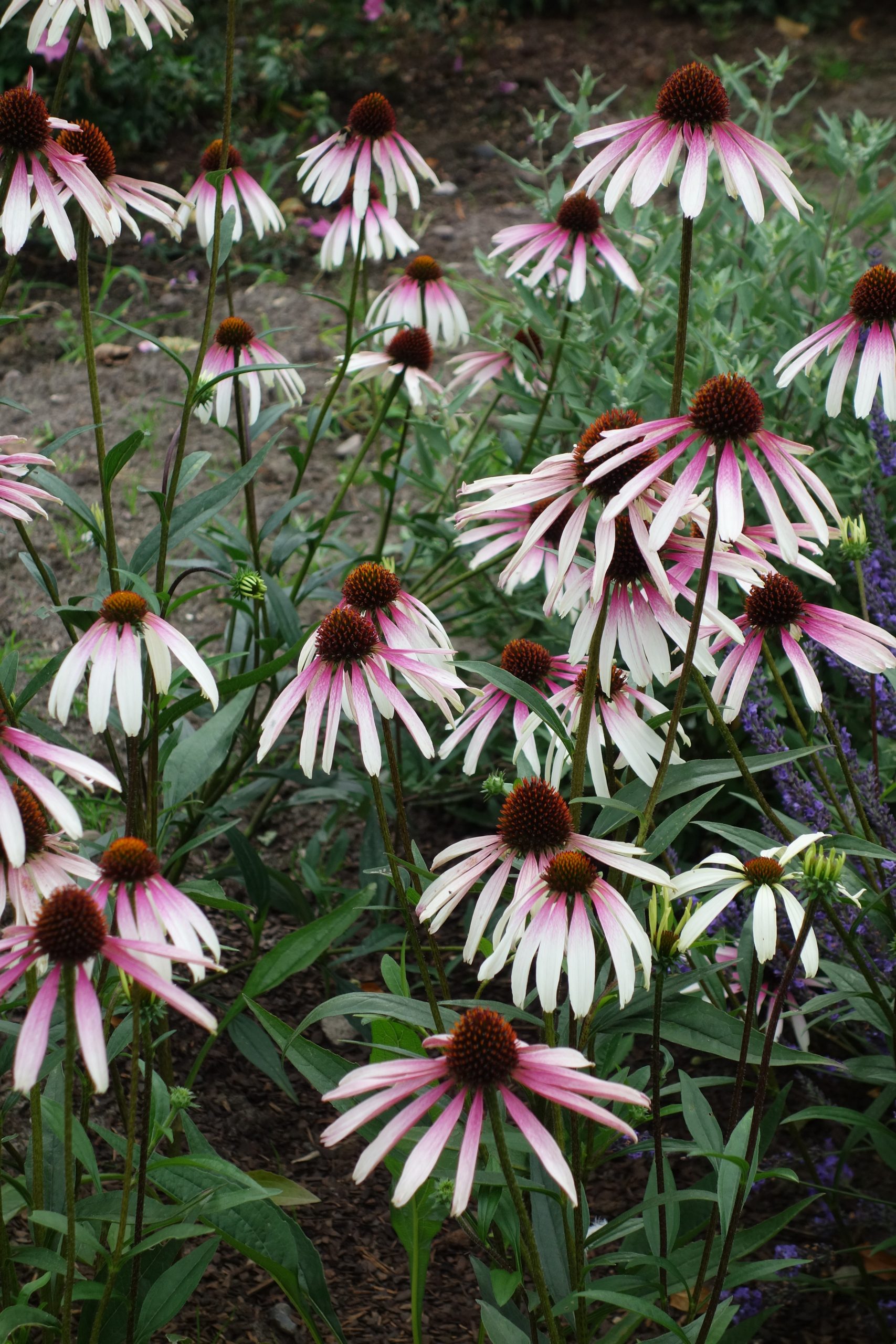 5884_echinacea_purpurea_js_engeltje_SS_005.jpeg
