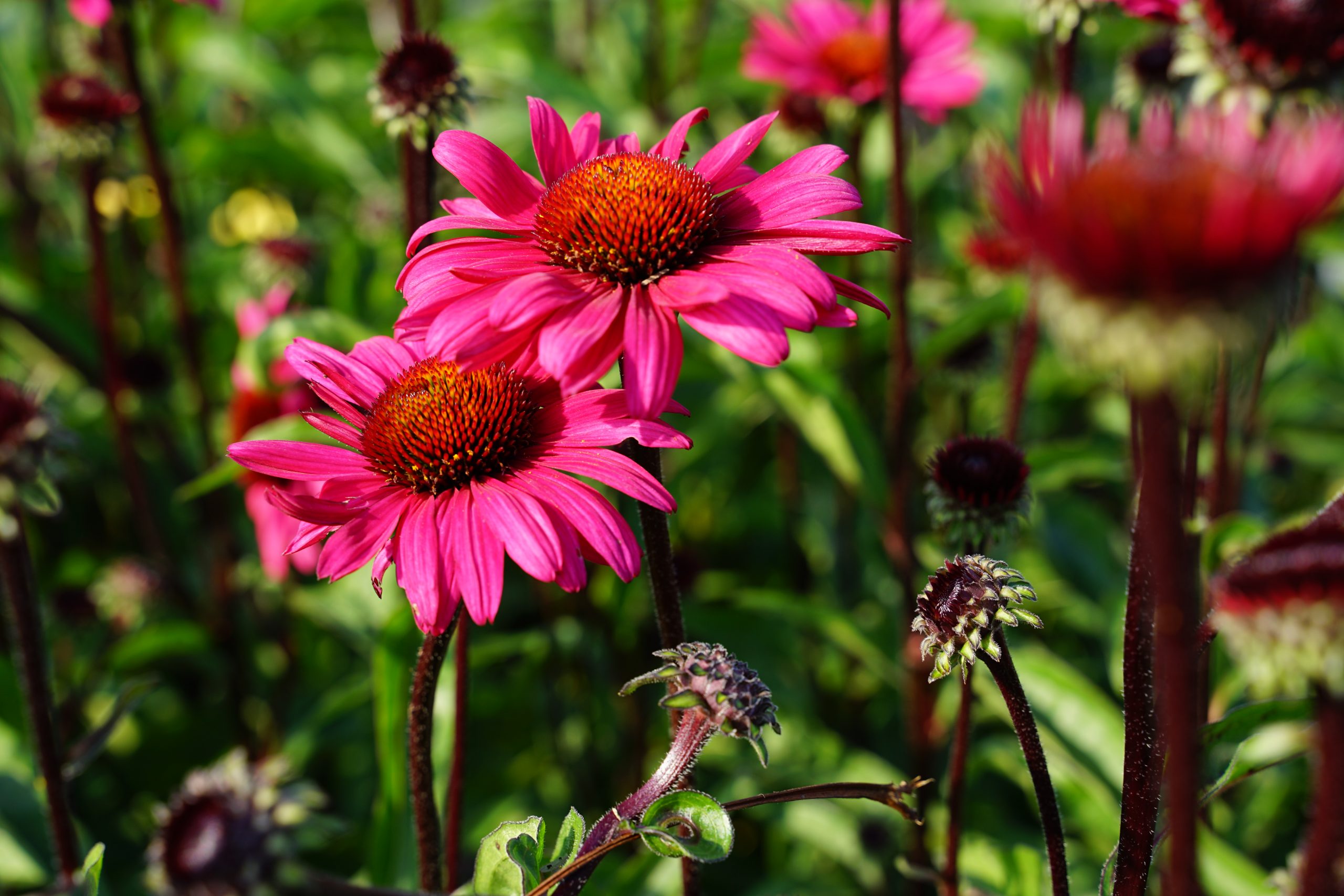 5885_echinacea_purpurea_js_stiletto_SS_001.jpeg