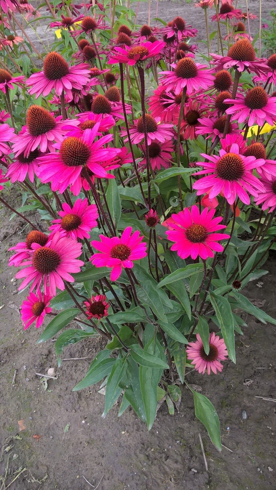 5887_echinacea_purpurea_js_stiletto_XS_003.jpeg