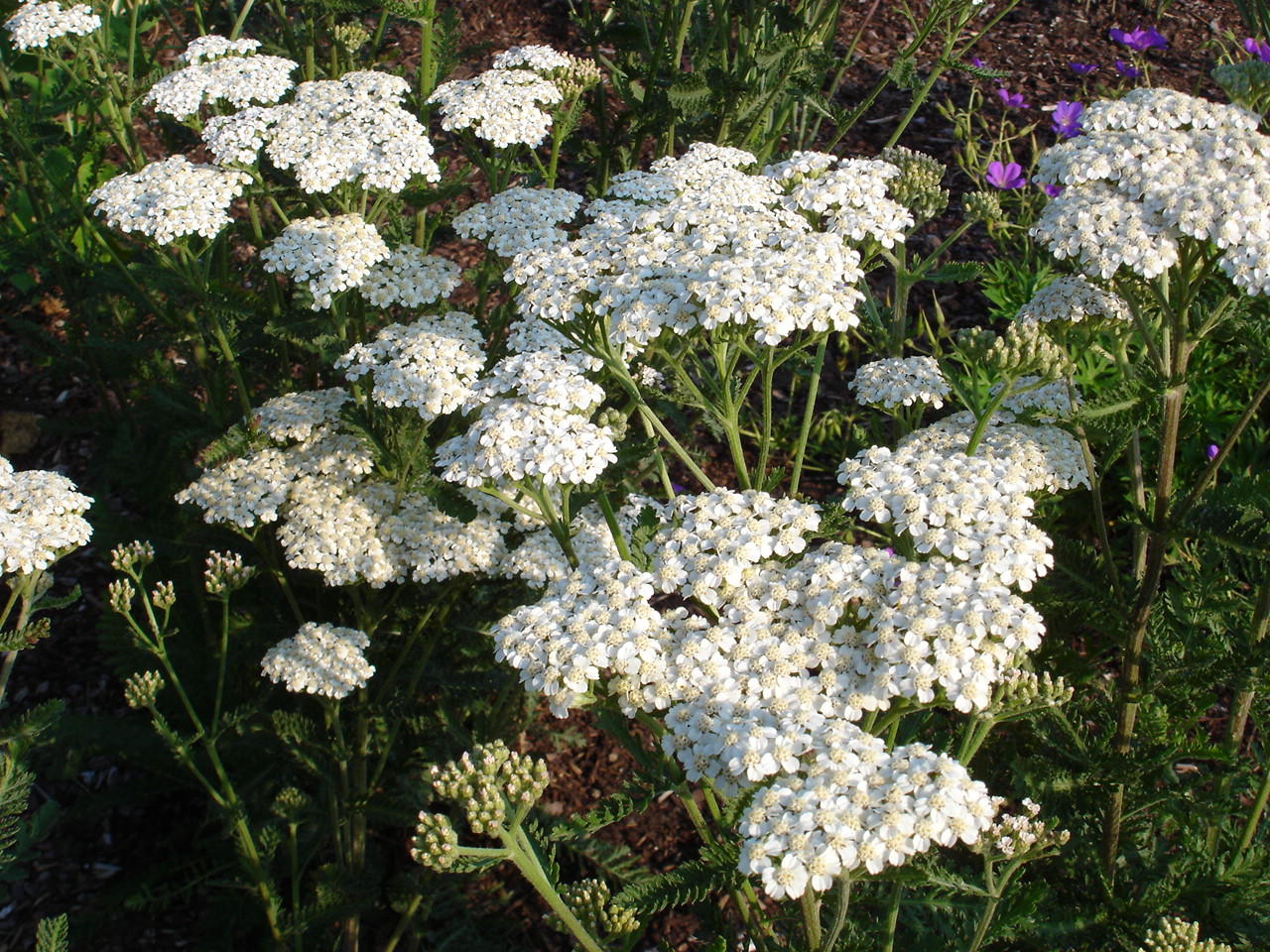 5890_achillea_filipendulina_heinrich_vogeler_SS_002.jpeg