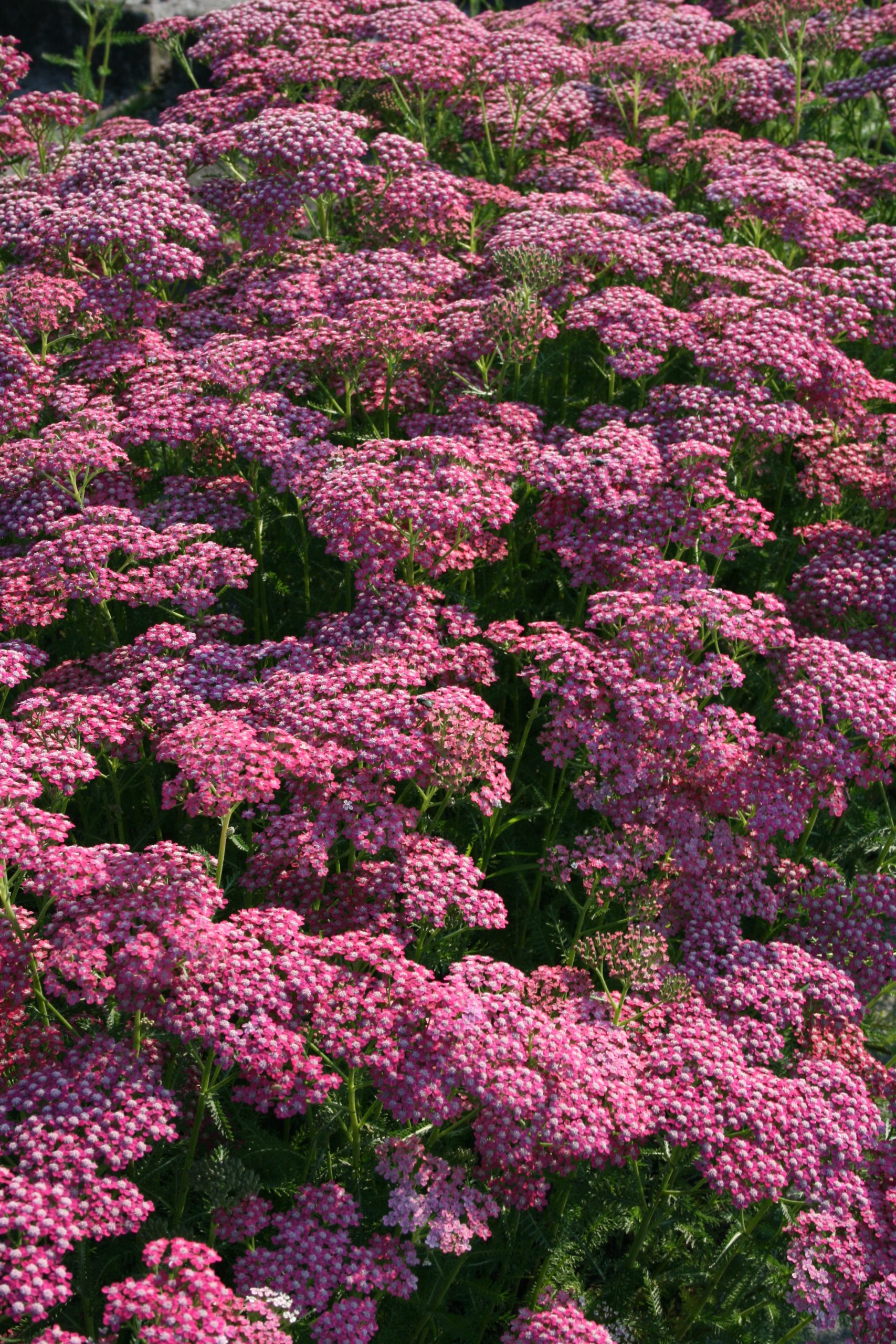 58_achillea_millefolium_lilac_beauty_SS_002.jpeg