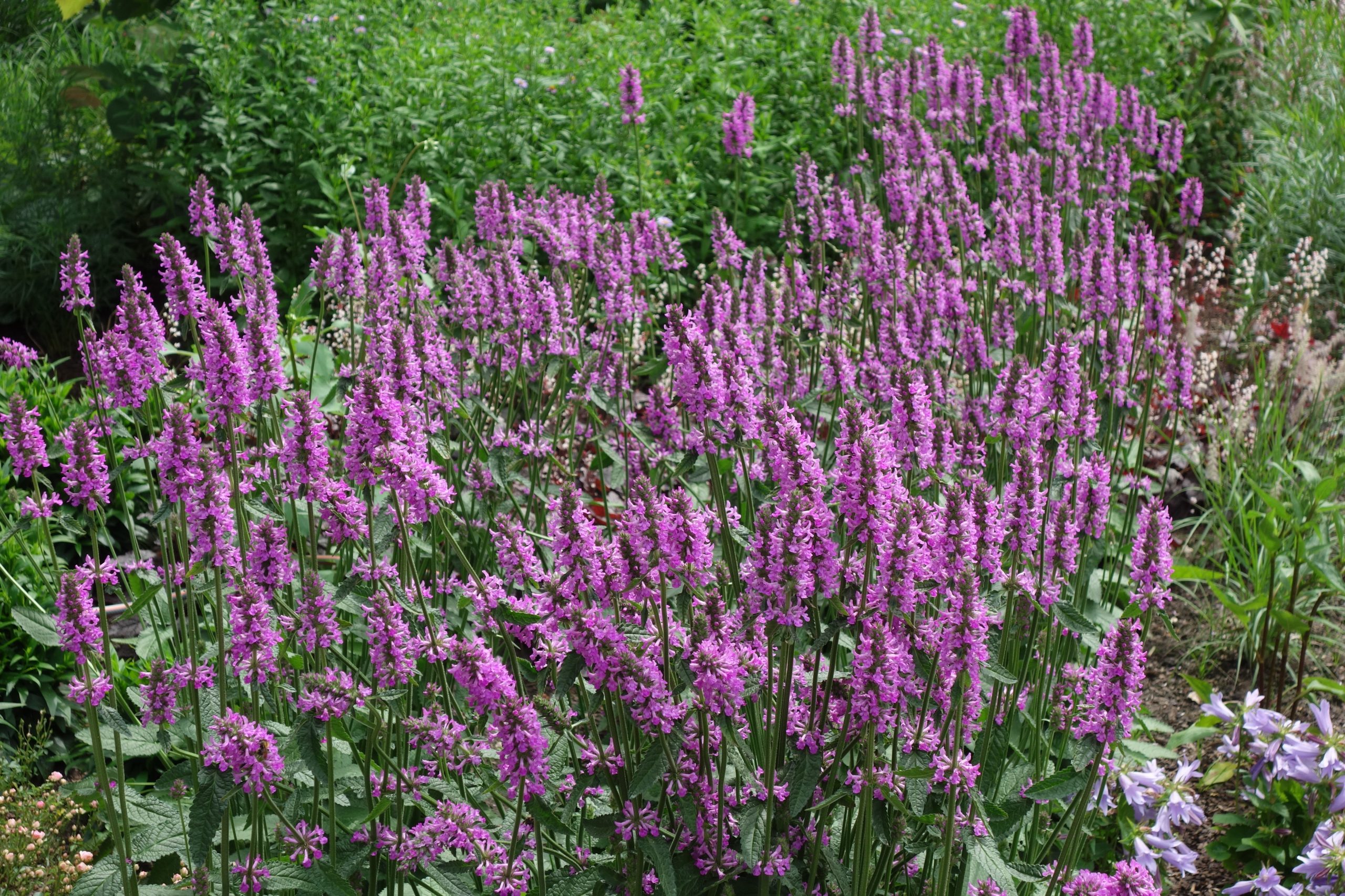5989_stachys_cultorum_summer_romance_SS_001.jpeg